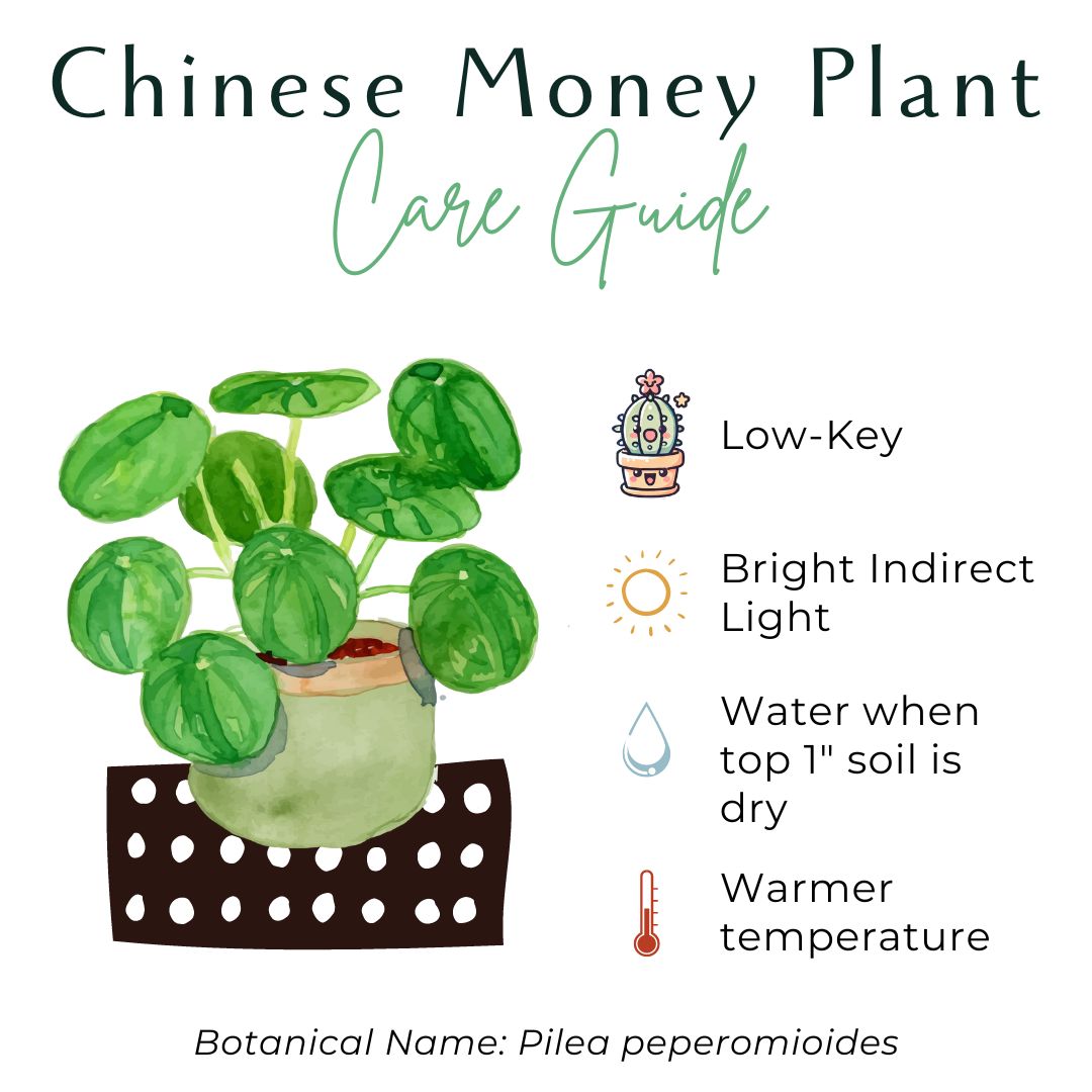 Pilea Peperomioides, also known as the Chinese Money Plant