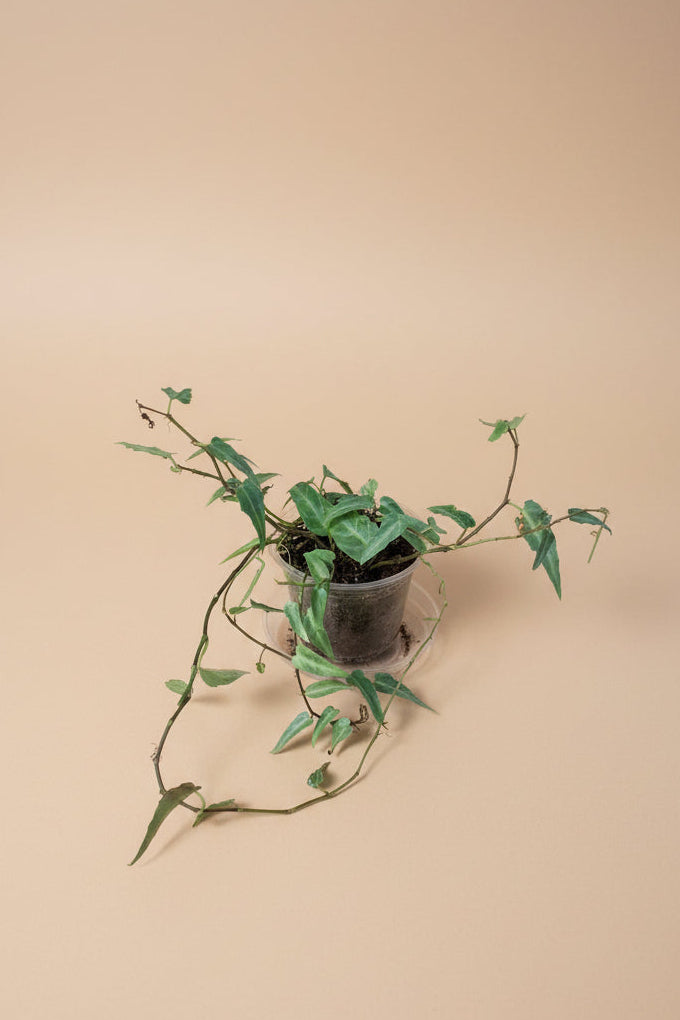 Cissus Amazonica, an uncommon trailing houseplant with shimmering silver-veined leaves and elegant vines, perfect for shelves, trellises, and indoor jungles.