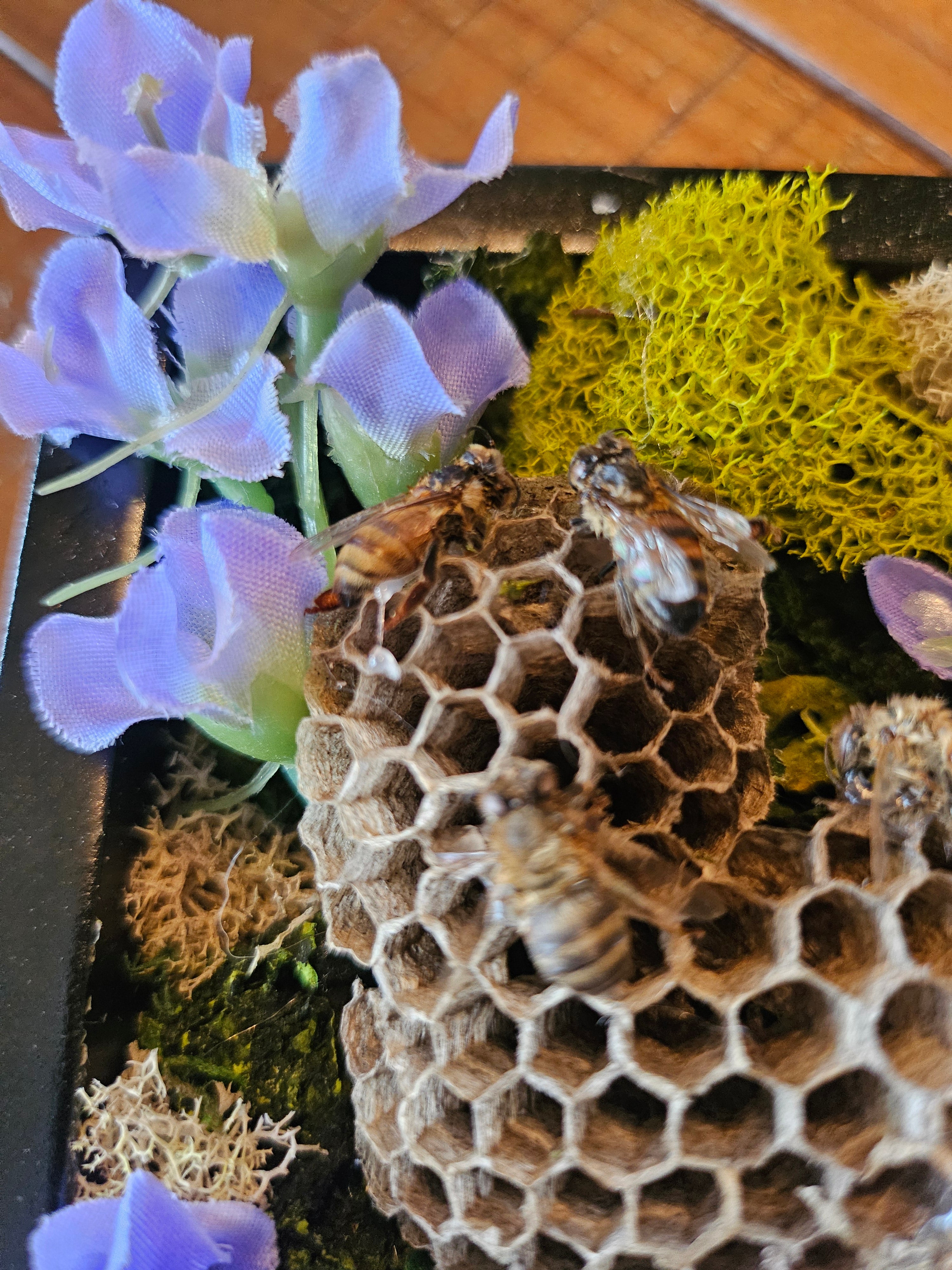 Reclamation Relics are 3.5" x 5" taxidermy shadow boxes with moss, flowers, bees, skulls, and wasp nests—haunting miniatures of nature&
