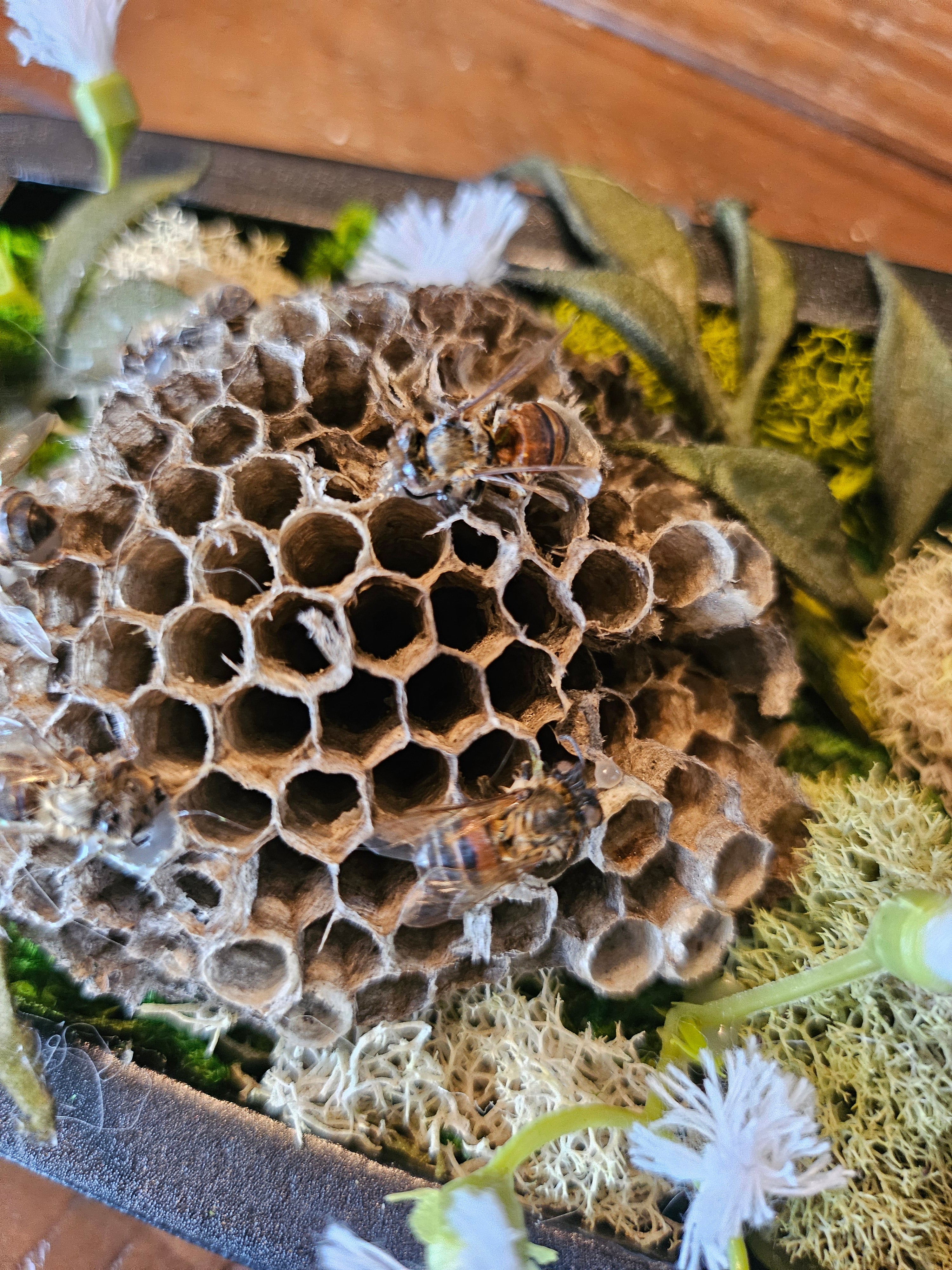 Reclamation Relics are 3.5" x 5" taxidermy shadow boxes with moss, flowers, bees, skulls, and wasp nests—haunting miniatures of nature&