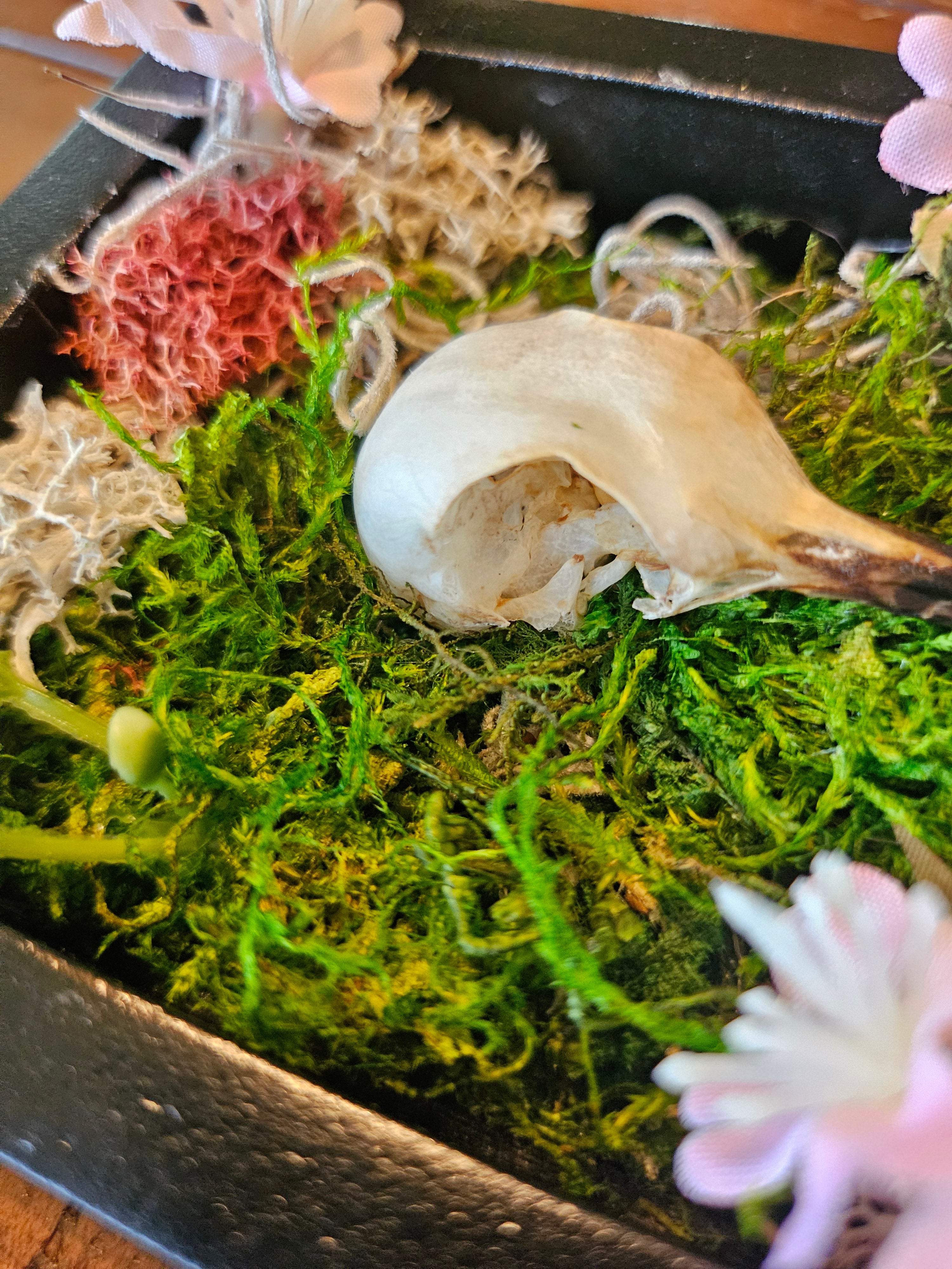 Reclamation Relics are 3.5" x 5" taxidermy shadow boxes with moss, flowers, bees, skulls, and wasp nests—haunting miniatures of nature&