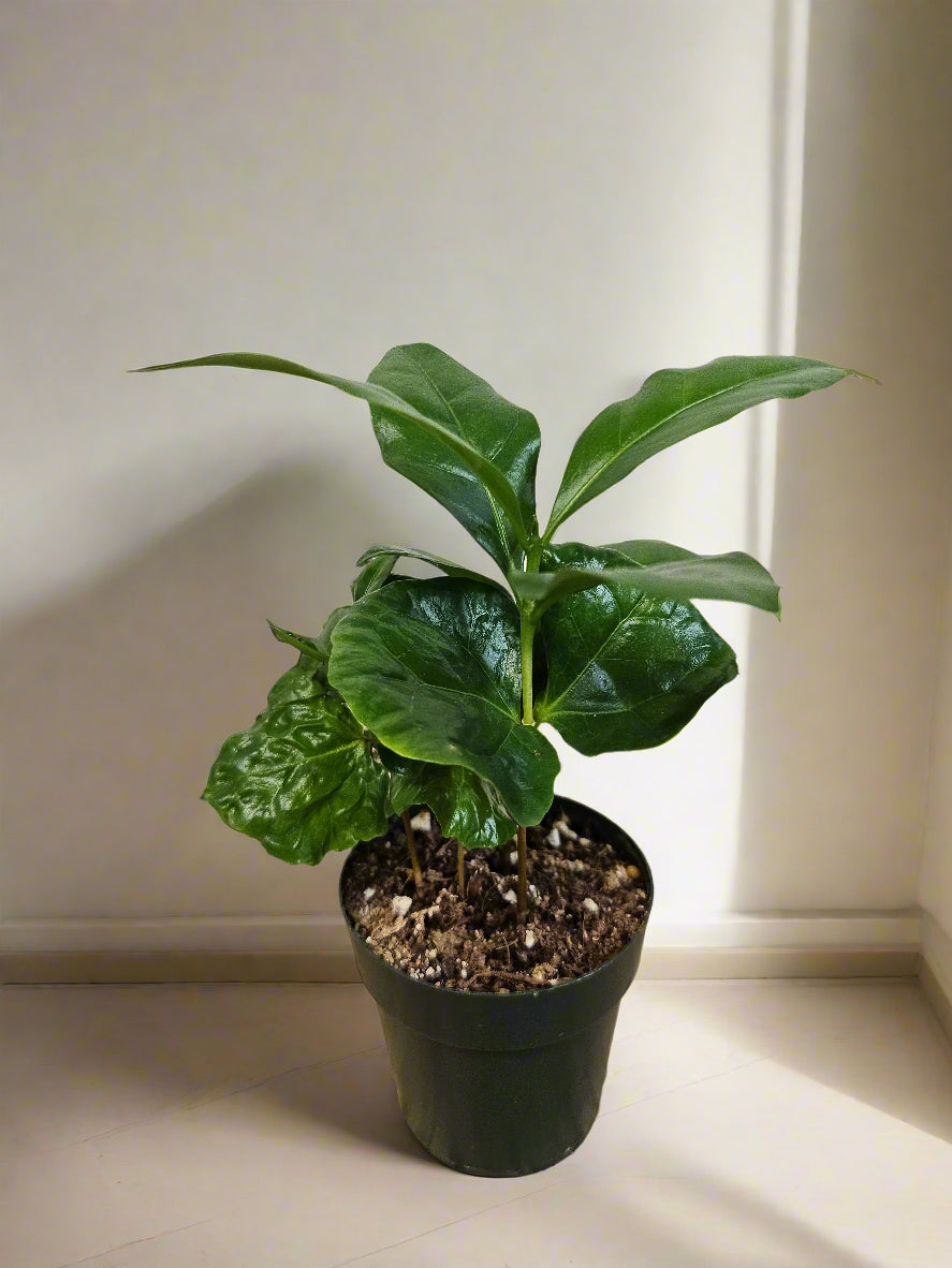 Grow your own Coffea arabica plant and enjoy fresh, homegrown coffee! This lush, tropical beauty features glossy green leaves, fragrant blooms, and coffee cherries. Thrives in bright, indirect light with moderate humidity. Style in a sleek planter with Monstera for a café vibe. Pair with bold black or floral oolong tea!