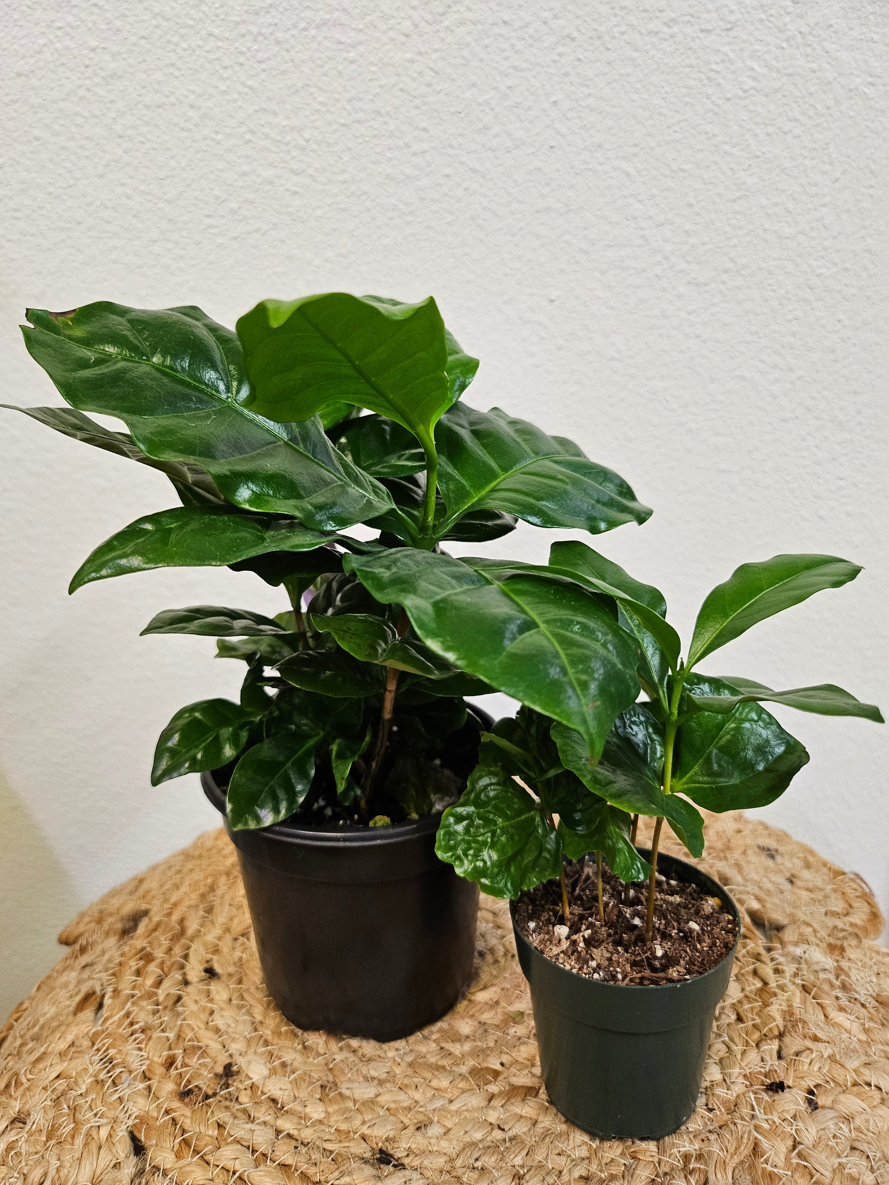 Grow your own Coffea arabica plant and enjoy fresh, homegrown coffee! This lush, tropical beauty features glossy green leaves, fragrant blooms, and coffee cherries. Thrives in bright, indirect light with moderate humidity. Style in a sleek planter with Monstera for a café vibe. Pair with bold black or floral oolong tea!