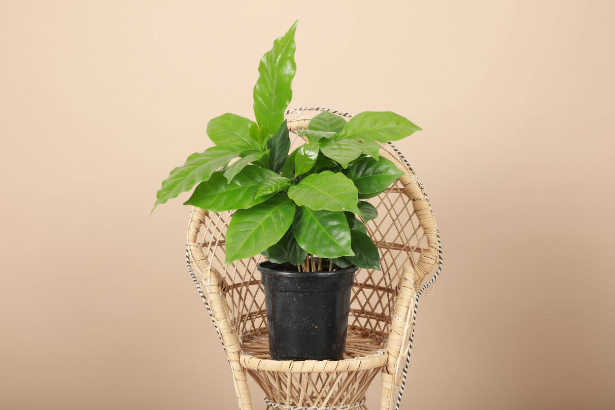 Coffee Plant (Coffea arabica) with glossy green leaves. Easy indoor plant that thrives in bright indirect light. Grow your own coffee tree at home.