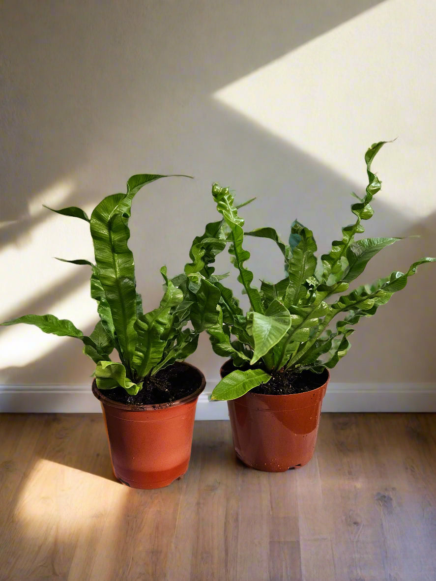 The Crispy Wave Fern combines elegance with functionality, purifying the air while adding texture to your home. Its undulating fronds make it a captivating centerpiece in any room, thriving in well-lit spaces with moderate care. Perfect for both new and experienced plant enthusiasts!