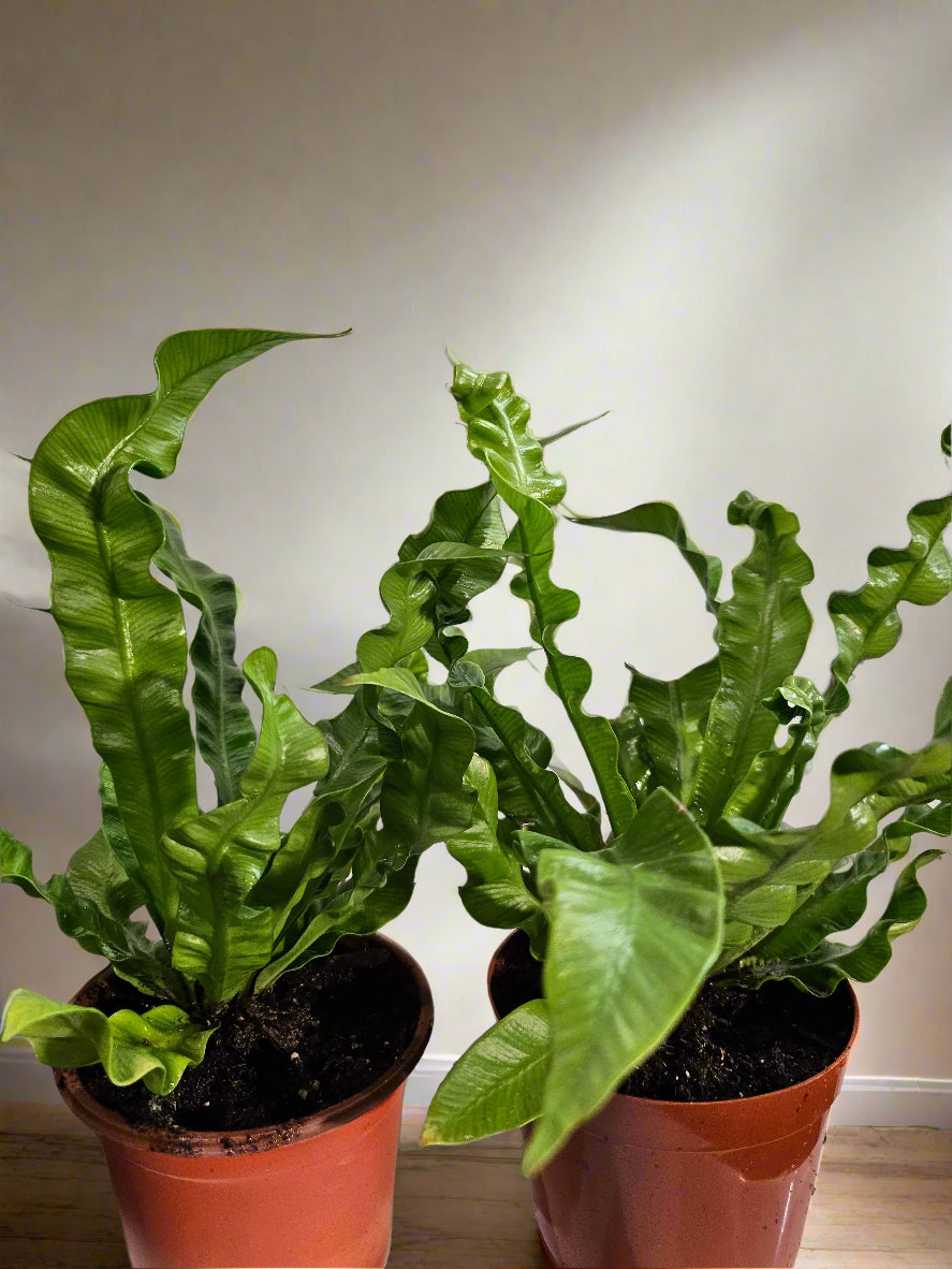 The Crispy Wave Fern combines elegance with functionality, purifying the air while adding texture to your home. Its undulating fronds make it a captivating centerpiece in any room, thriving in well-lit spaces with moderate care. Perfect for both new and experienced plant enthusiasts!