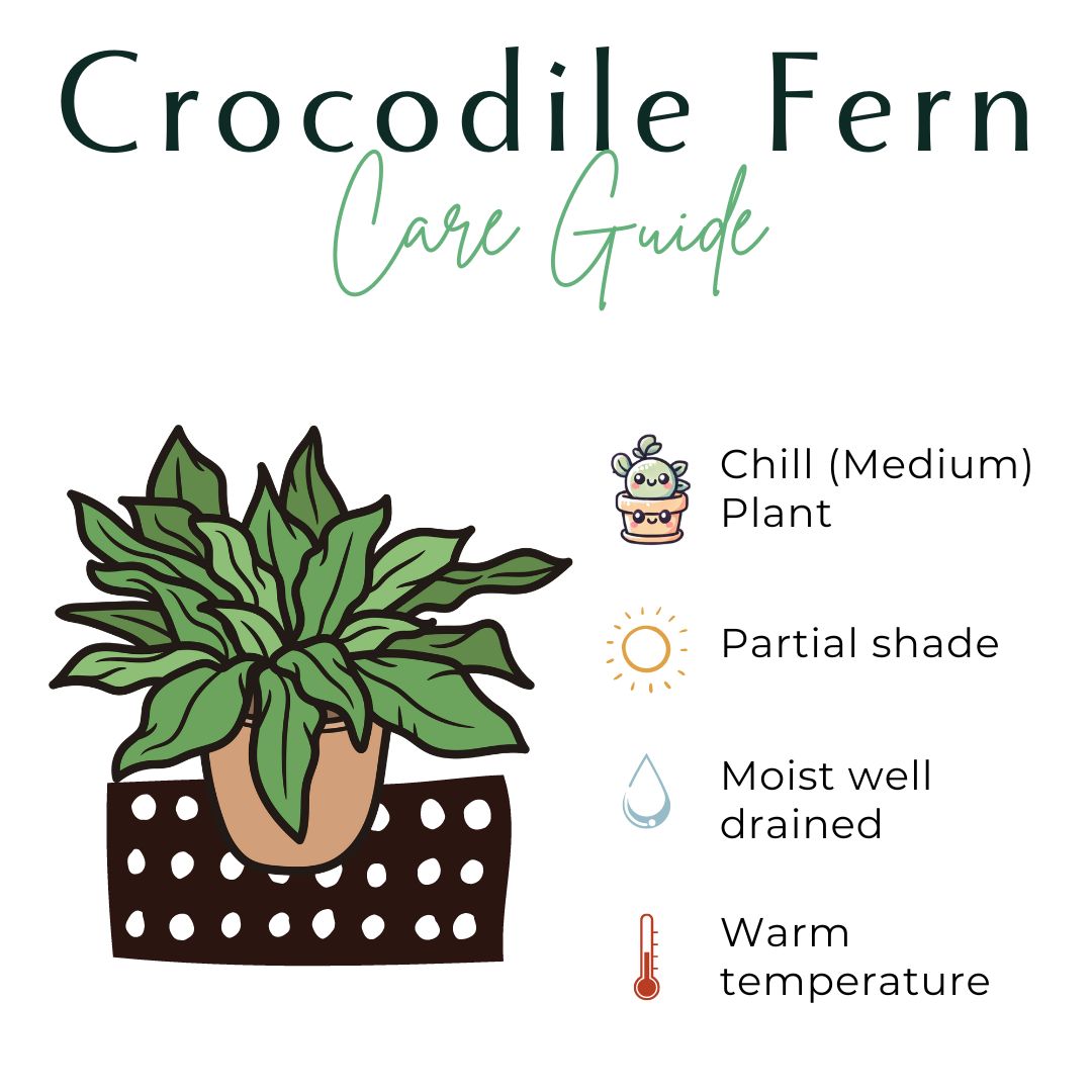 Crocodile Fern 4" Plant (Microsorum musifolium &