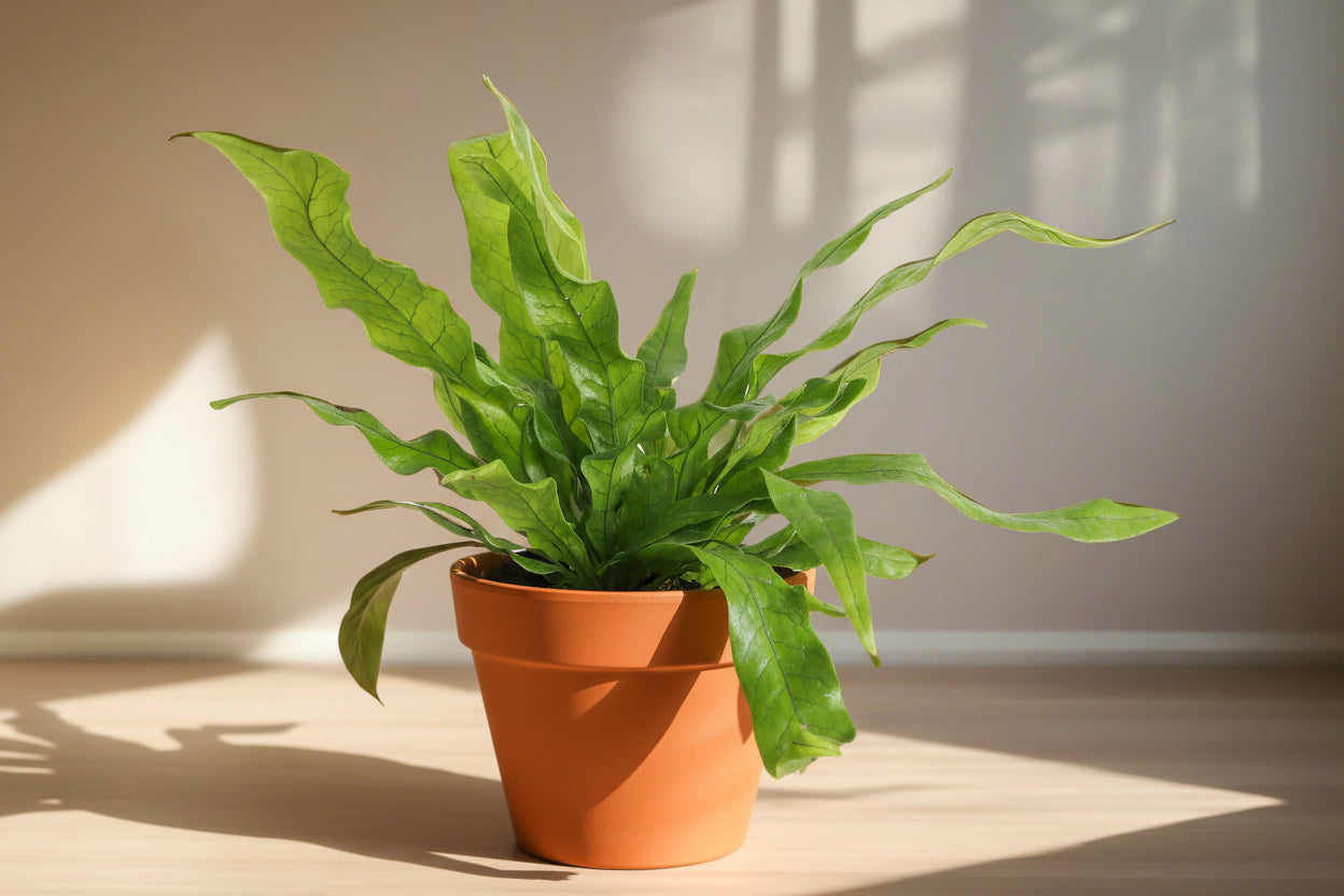 Meet the Crocodile Fern, a striking houseplant known for its unique, textured leaves resembling crocodile skin. Thriving in medium indirect light with minimal care, it adds an exotic, bold touch to any space. Perfect for plant lovers of all levels, this fern is non-toxic, easy to care for.