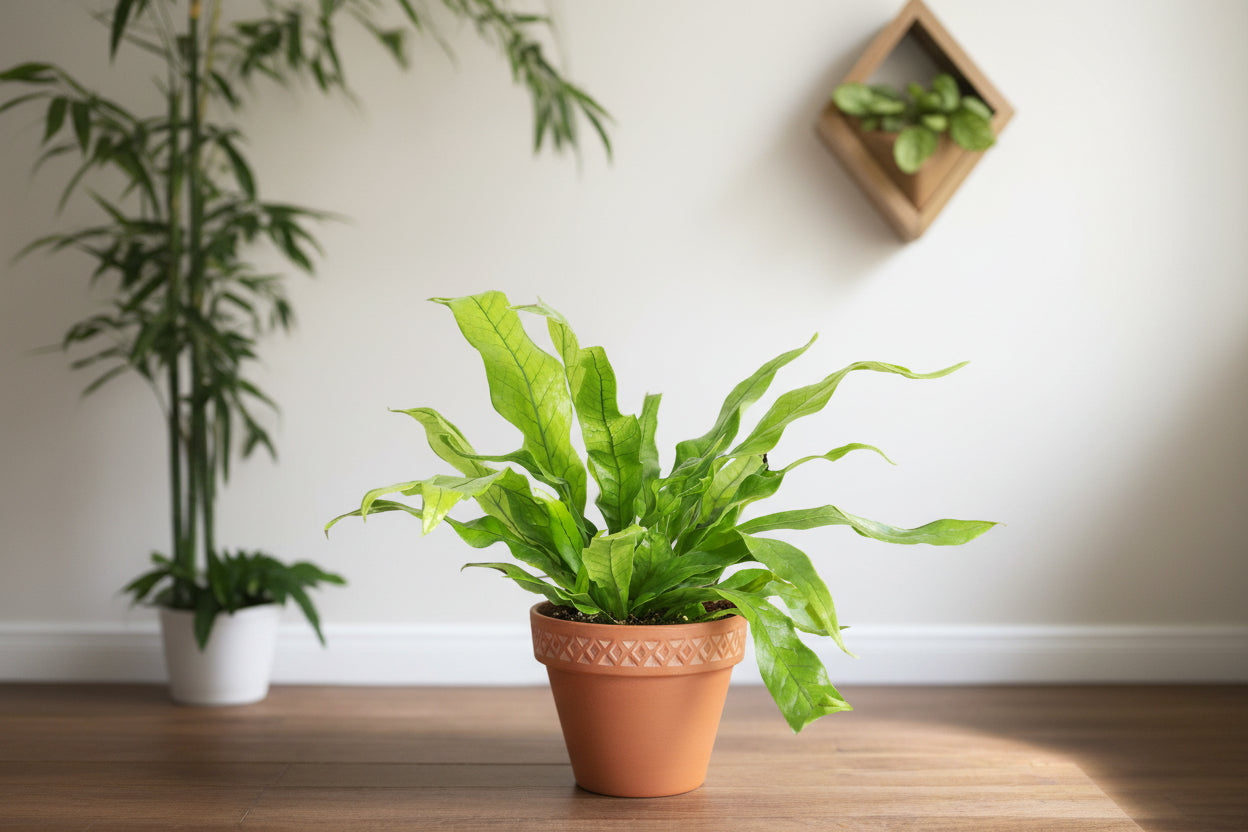 Meet the Crocodile Fern, a striking houseplant known for its unique, textured leaves resembling crocodile skin. Thriving in medium indirect light with minimal care, it adds an exotic, bold touch to any space. Perfect for plant lovers of all levels, this fern is non-toxic, easy to care for.