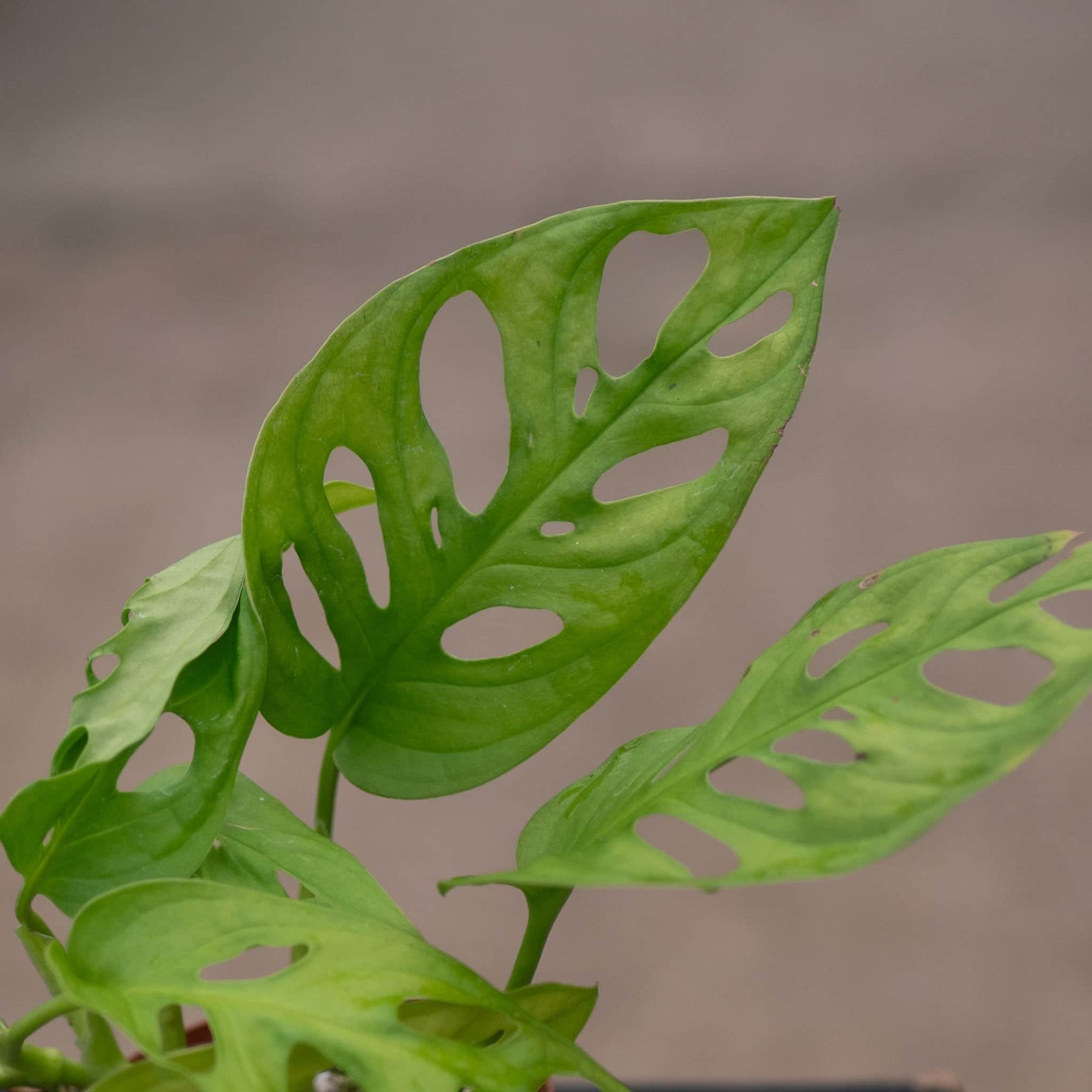 Monstera Adansonii ‘Neon’ features vibrant chartreuse leaves and iconic fenestrations, perfect as a trailing or climbing statement plant for bright indoor spaces.