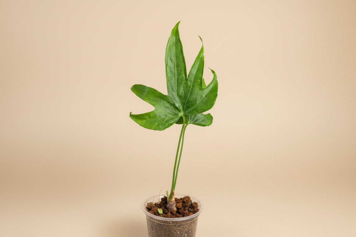 The Anthurium ‘Fingers’ (Anthurium pedatoradiatum) is a rare tropical plant prized for its hand-like, segmented leaves.