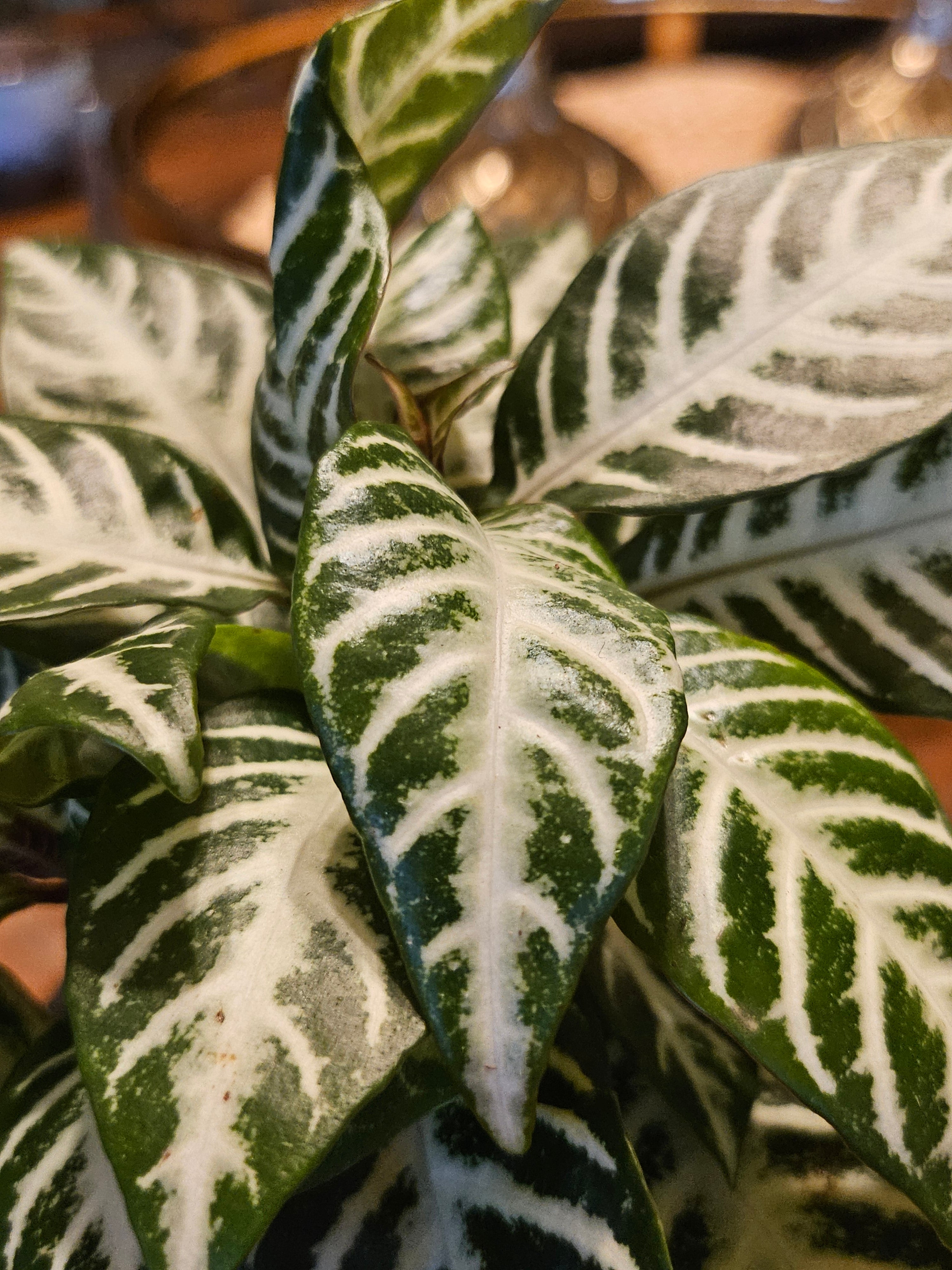 Aphelandra ‘Snow White’: bold white-veined tropical with glossy leaves and upright form. A striking, modern houseplant for bright, humid spaces.