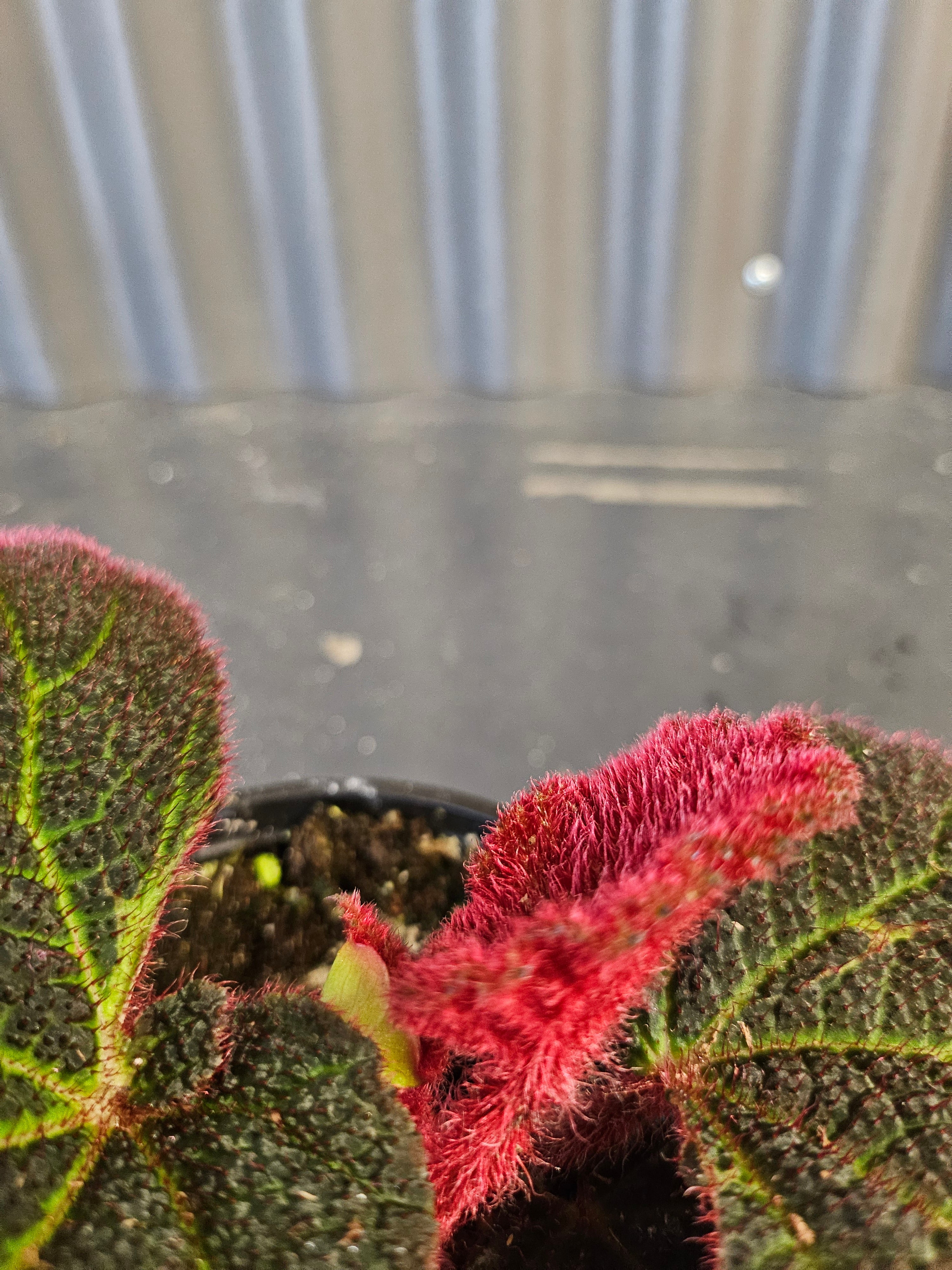 Begonia Rex Mars Rising features bold red and burgundy leaves with dramatic contrast. A striking, collector-favorite rex begonia for vibrant indoor plant styling.