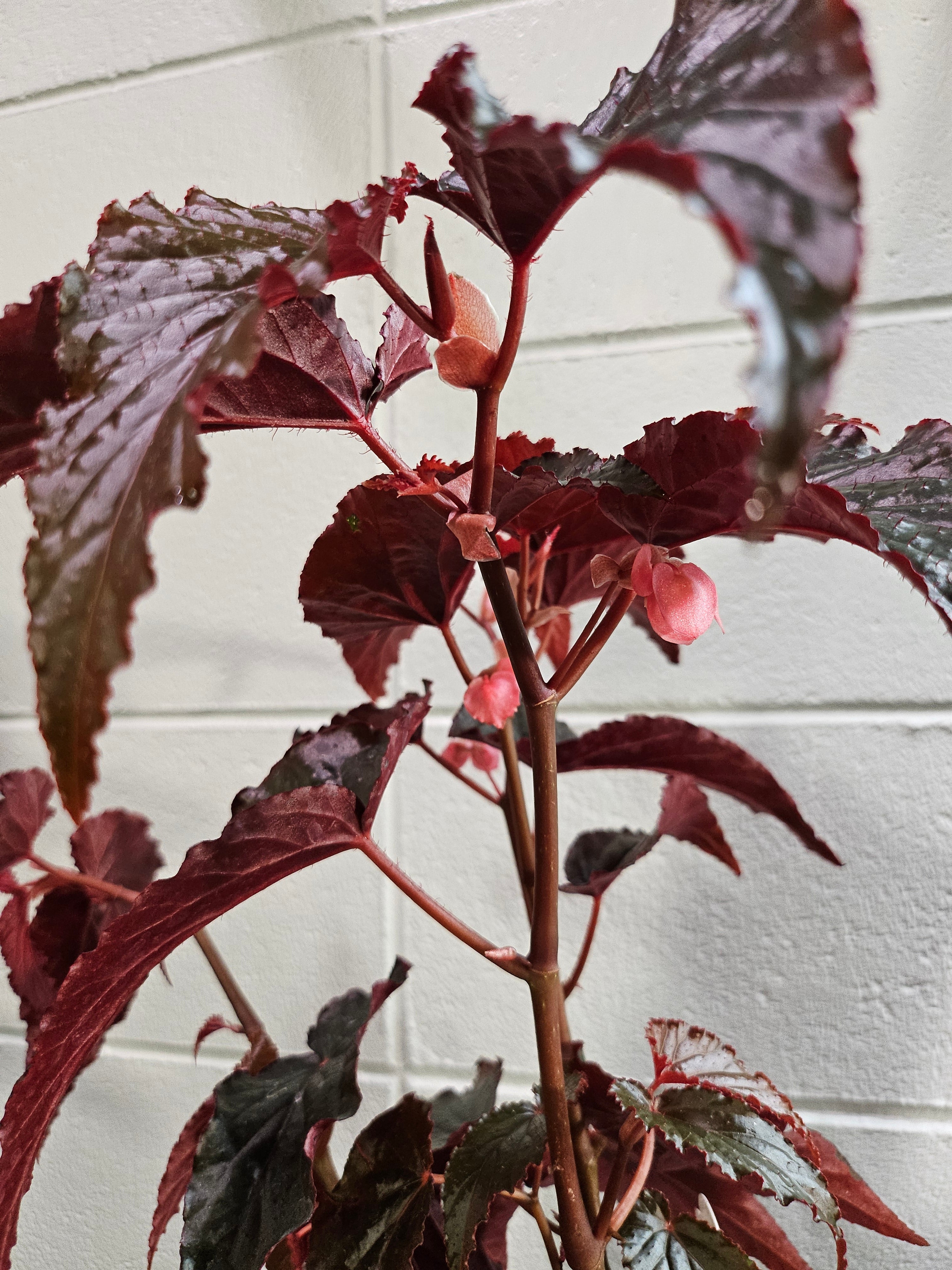 The Black Magic Begonia stuns with deep burgundy-black, velvety leaves that shimmer mysteriously—perfect for adding moody elegance to any space.