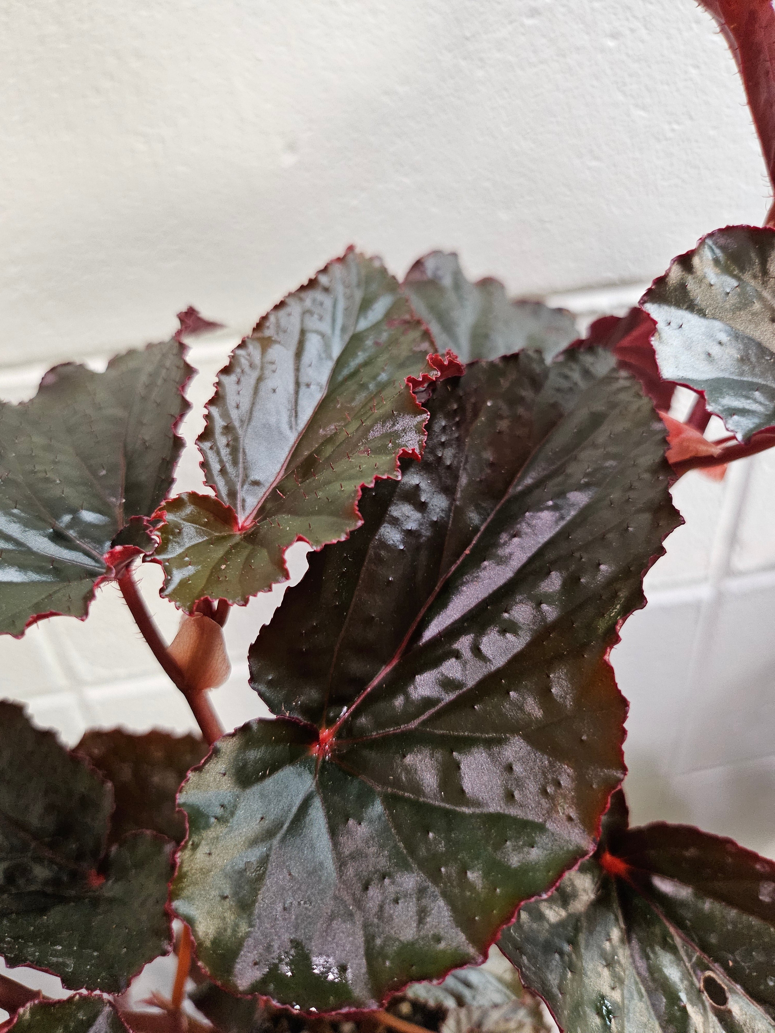 The Black Magic Begonia stuns with deep burgundy-black, velvety leaves that shimmer mysteriously—perfect for adding moody elegance to any space.