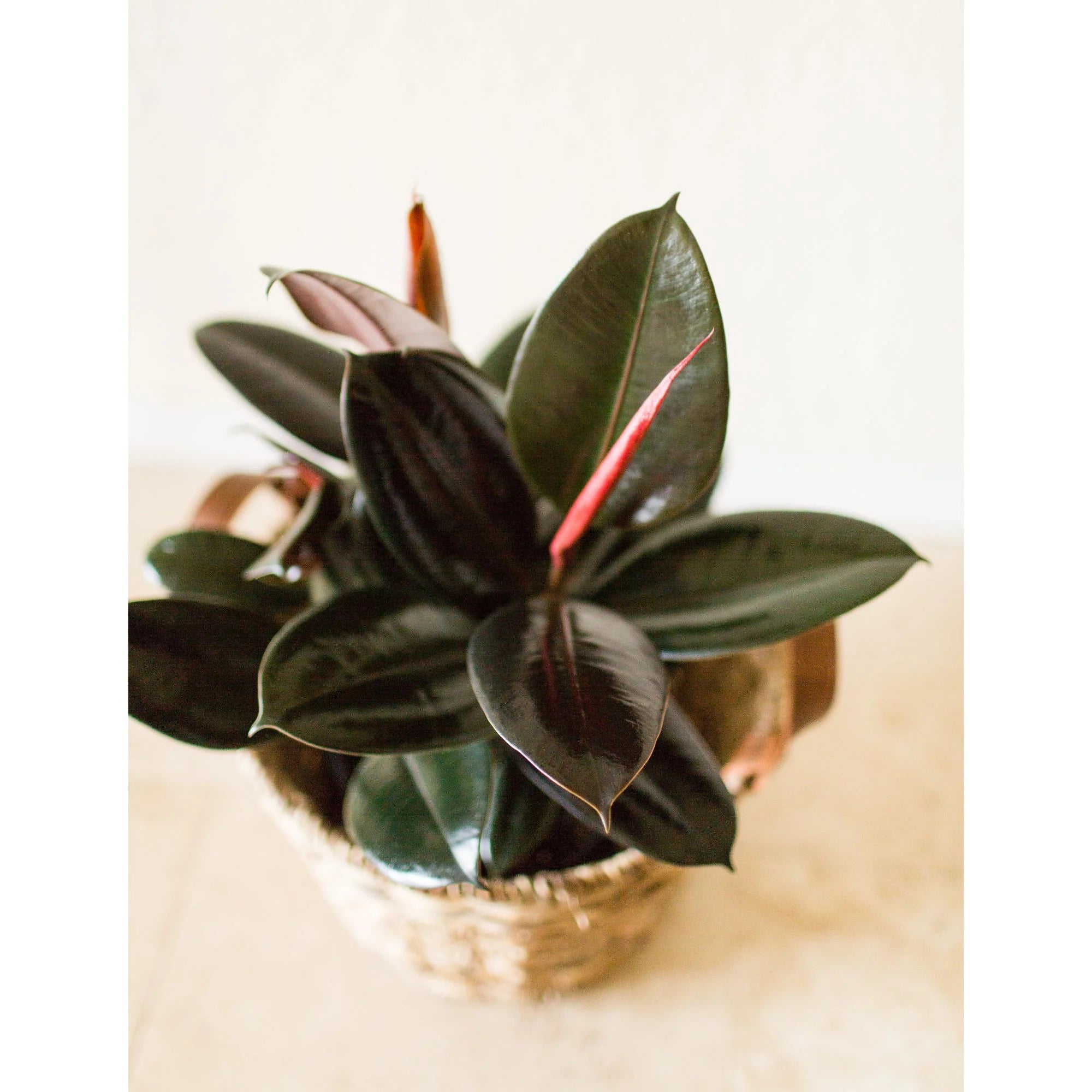 The Ficus Elastica (Rubber Tree) is a low-maintenance houseplant with striking glossy leaves, available in a variety of colors like deep green and variegated varieties. Thriving in bright, indirect light, it&