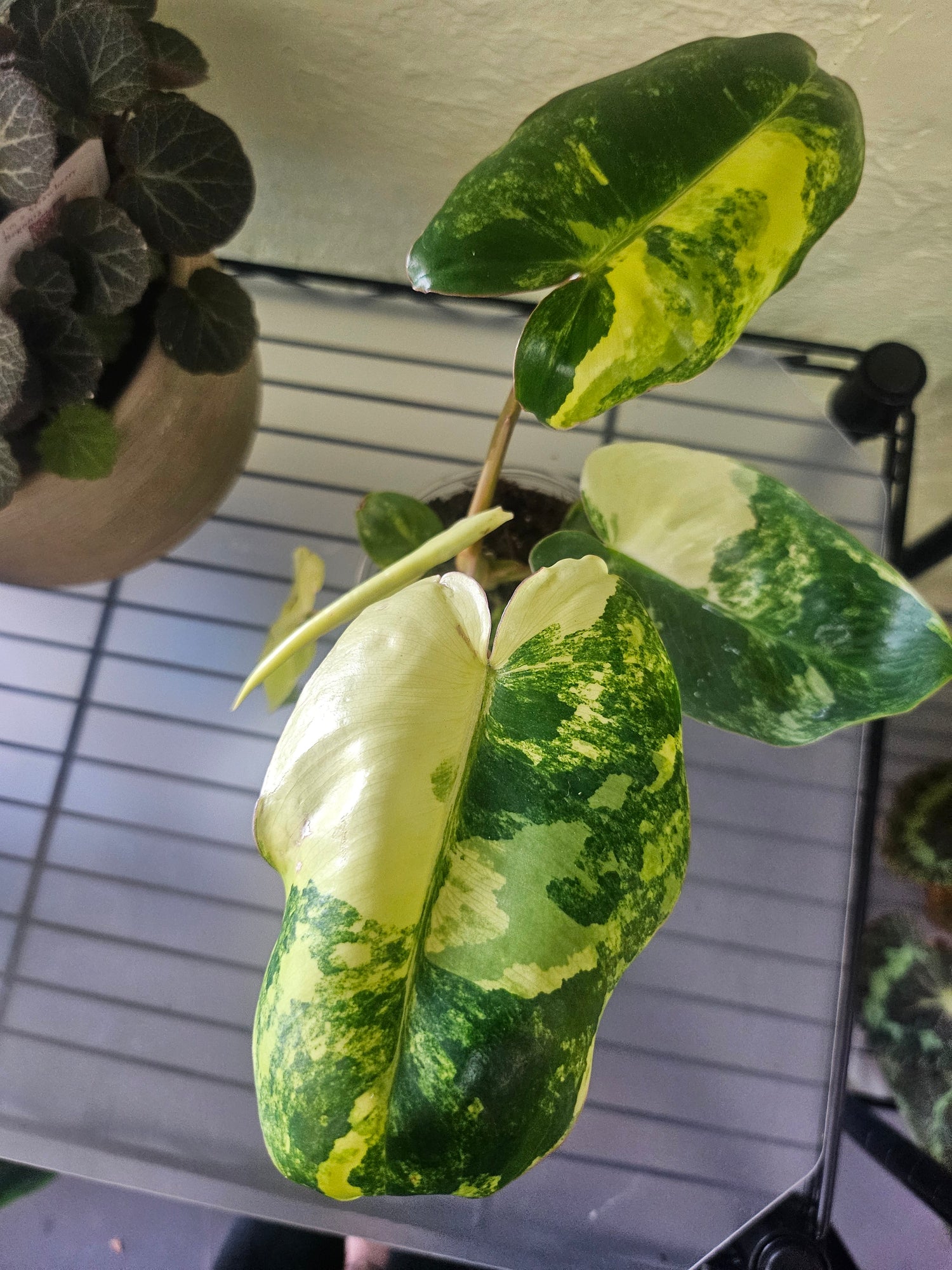 Rare Philodendron burle-marxii variegated with glossy, paddle-shaped leaves splashed in creamy white and yellow variegation.