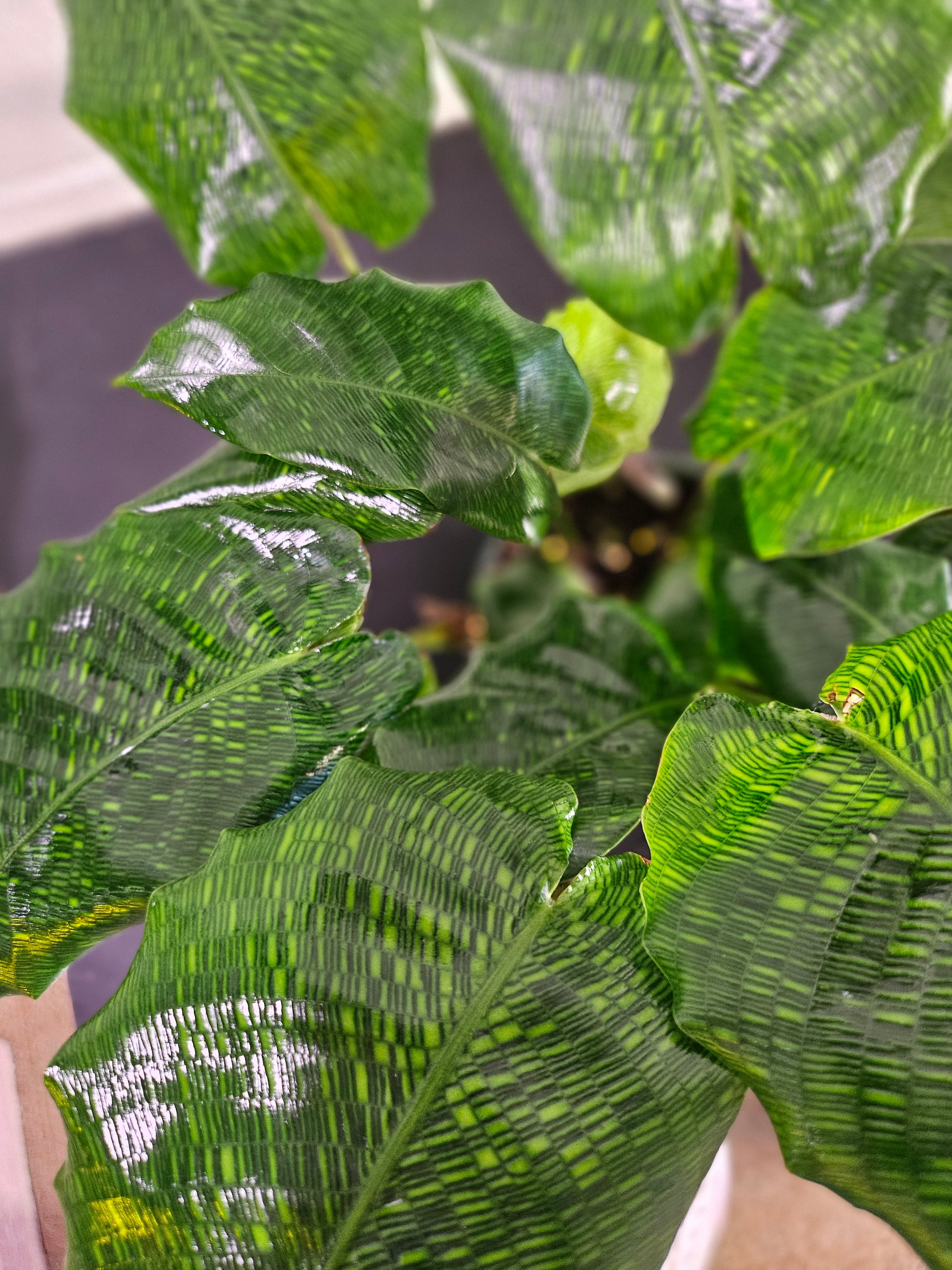 Calathea musaica ‘Network’ features stunning mosaic-patterned leaves, pet-safe foliage, and loves humidity. A striking, low-light tropical houseplant.