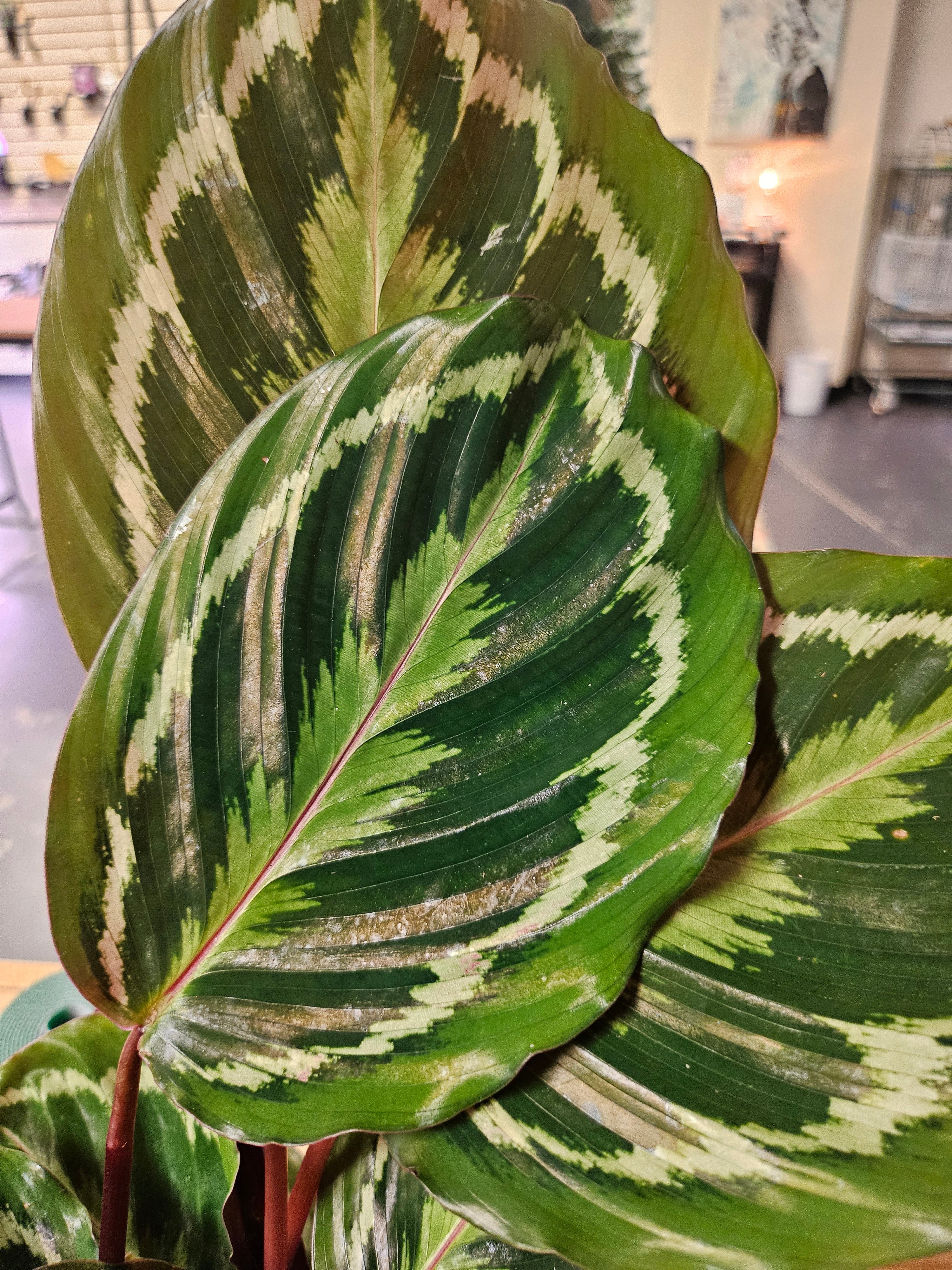 Calathea Peacock features feather-patterned green leaves with purple undersides, creating a lush, pet-safe statement plant for bright, indirect light.