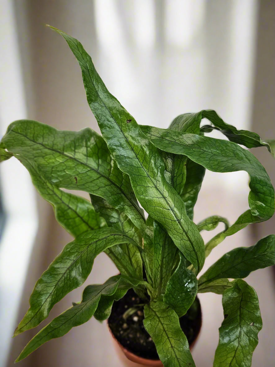 Meet the Crocodile Fern, a striking houseplant known for its unique, textured leaves resembling crocodile skin. Thriving in medium indirect light with minimal care, it adds an exotic, bold touch to any space. Perfect for plant lovers of all levels, this fern is non-toxic, easy to care for.