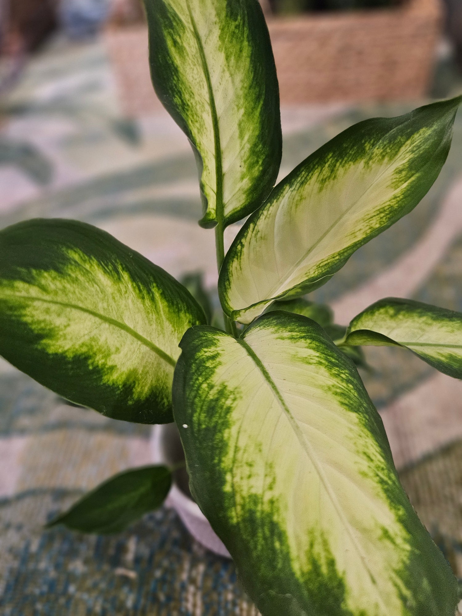 The Dieffenbachia Camille is perfect for adding elegance and greenery to your home or office. Its low-maintenance nature makes it an excellent choice for plant lovers of all levels, while its air-purifying benefits and tropical vibe make any space feel fresh and inviting.