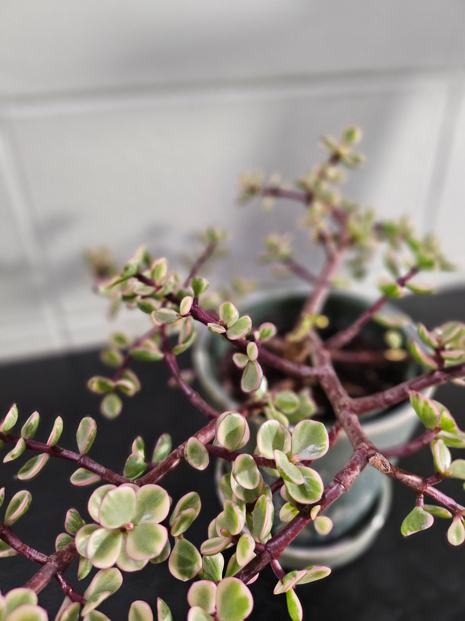 A sun-loving, tree-like succulent with creamy variegated leaves and pink blush tones. Easy to grow, drought-tolerant, and perfect for bright, whimsical spaces.