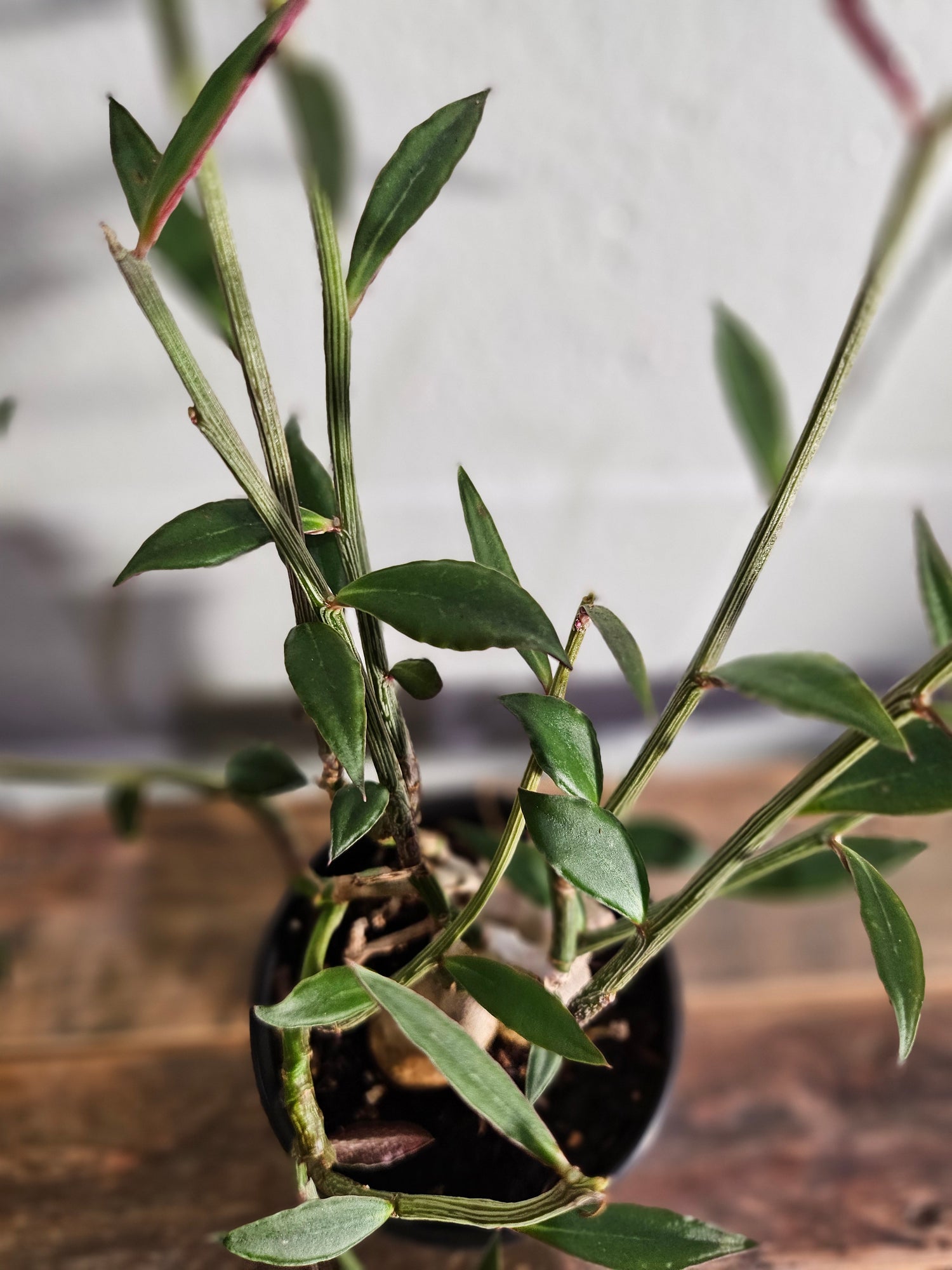 Rare caudex succulent with blushing stems and pink-edged leaves. Euphorbia rubellum is a sculptural, low-maintenance gem for collectors and desert lovers.