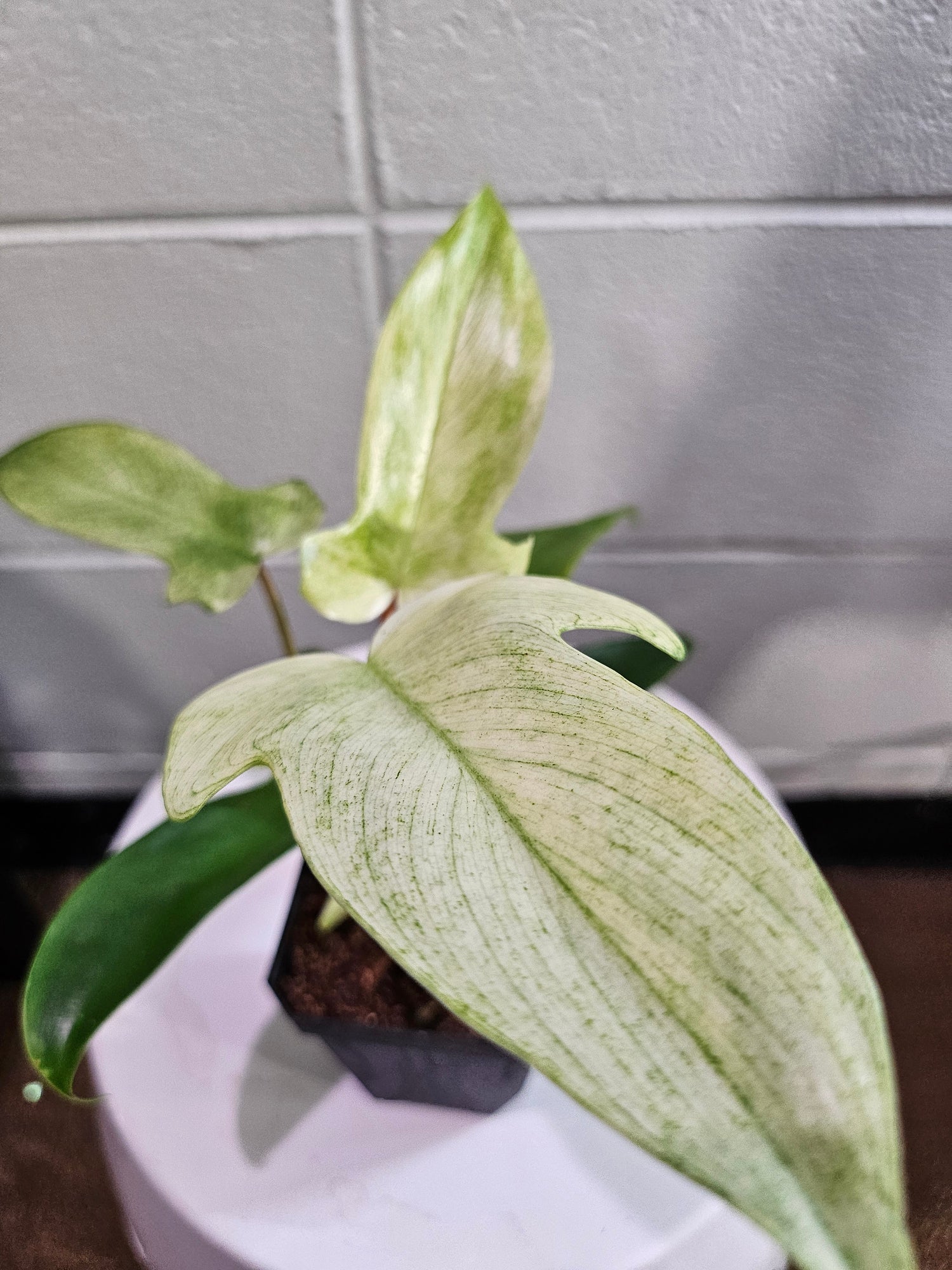The Philodendron Florida Ghost Mint is a rare tropical plant known for its stunning mint-green leaves that mature to deeper shades. Easy to care for, it thrives in bright, indirect light, high humidity, and well-draining soil. Perfect for plant lovers seeking a unique, eye-catching addition to their indoor jungle.