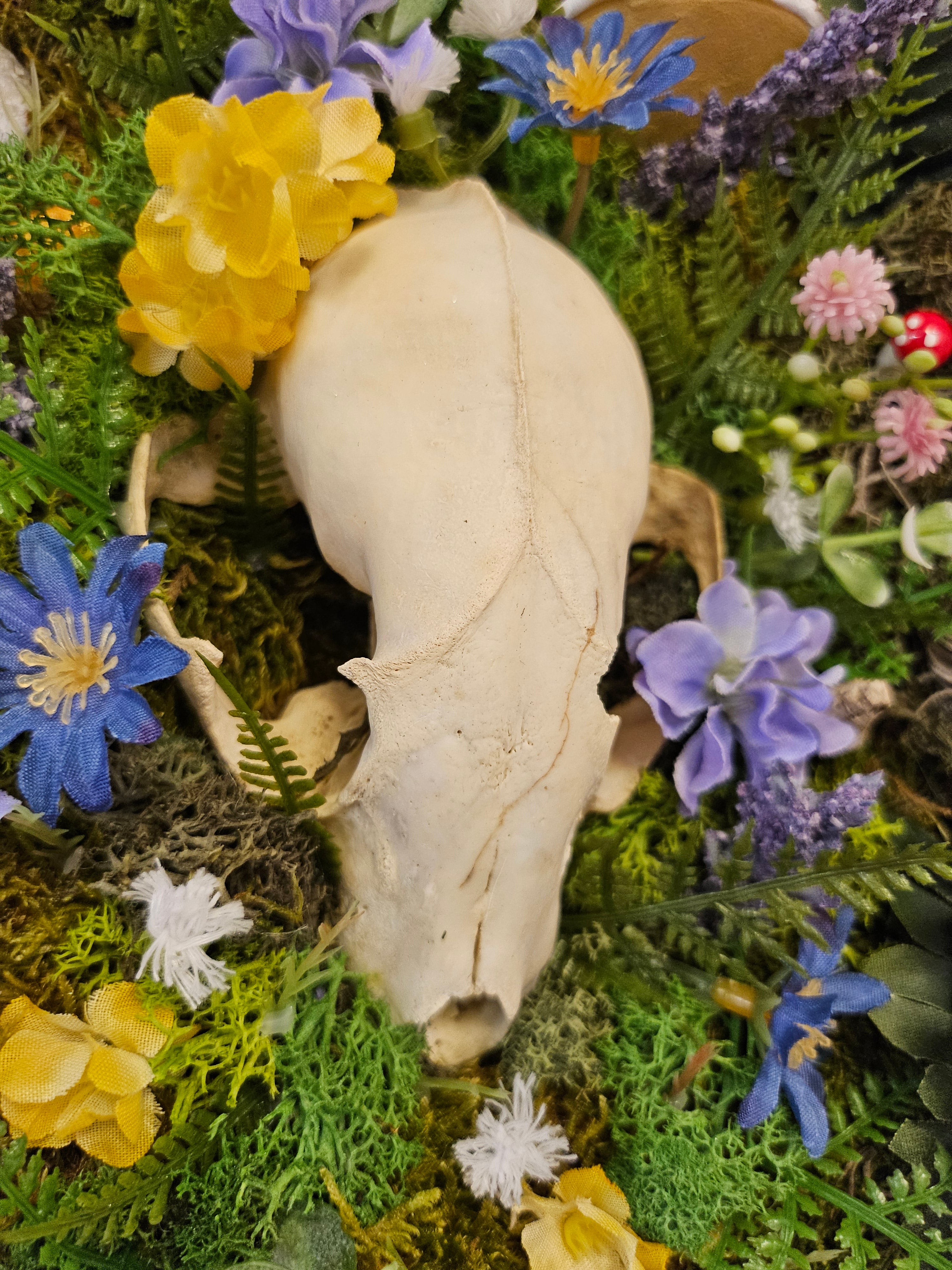 art installation featuring three raccoon skulls surrounded by flowers, mushrooms, and trinkets. Framed in sleek black wood, it symbolizes love, memory, and legacy, blending natural beauty with timeless storytelling. Low-maintenance and visually striking.