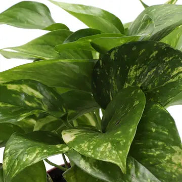 The Golden Pothos is a vibrant, low-maintenance houseplant with striking green and yellow variegated leaves. Perfect for beginners, it thrives in medium to low light, adapting easily to any space. Its trailing vines make it ideal for hanging baskets or shelves. A versatile, fuss-free addition to your indoor jungle.
