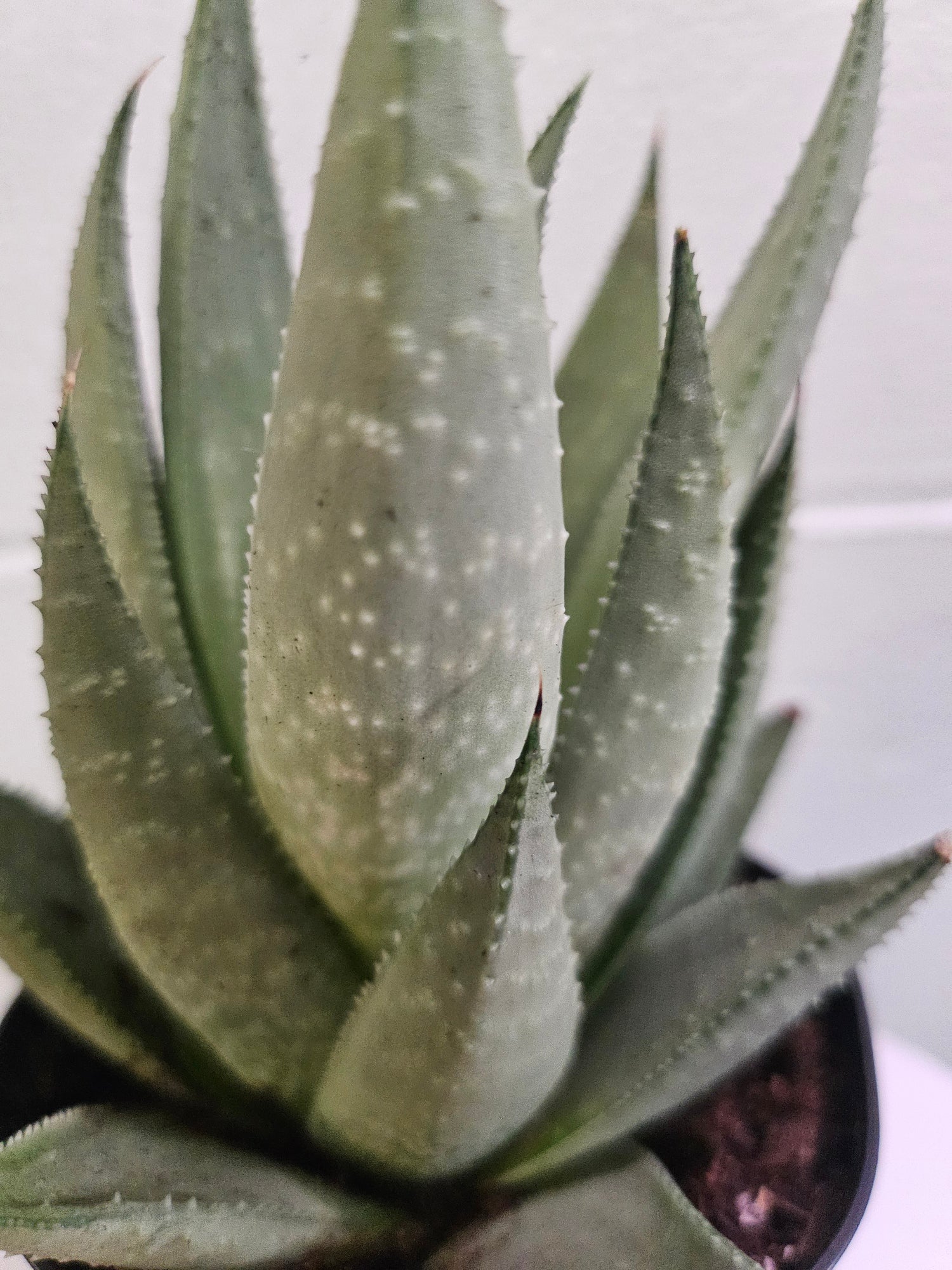 Haworthia ‘Savanna’ is a striking, low-maintenance succulent with green, bumpy-textured leaves and translucent streaks. Compact and drought-tolerant, it thrives in bright, indirect light and requires minimal watering. Perfect for desks, shelves, or terrariums, this unique plant adds a sculptural touch to any space. Non-toxic and pet-friendly!