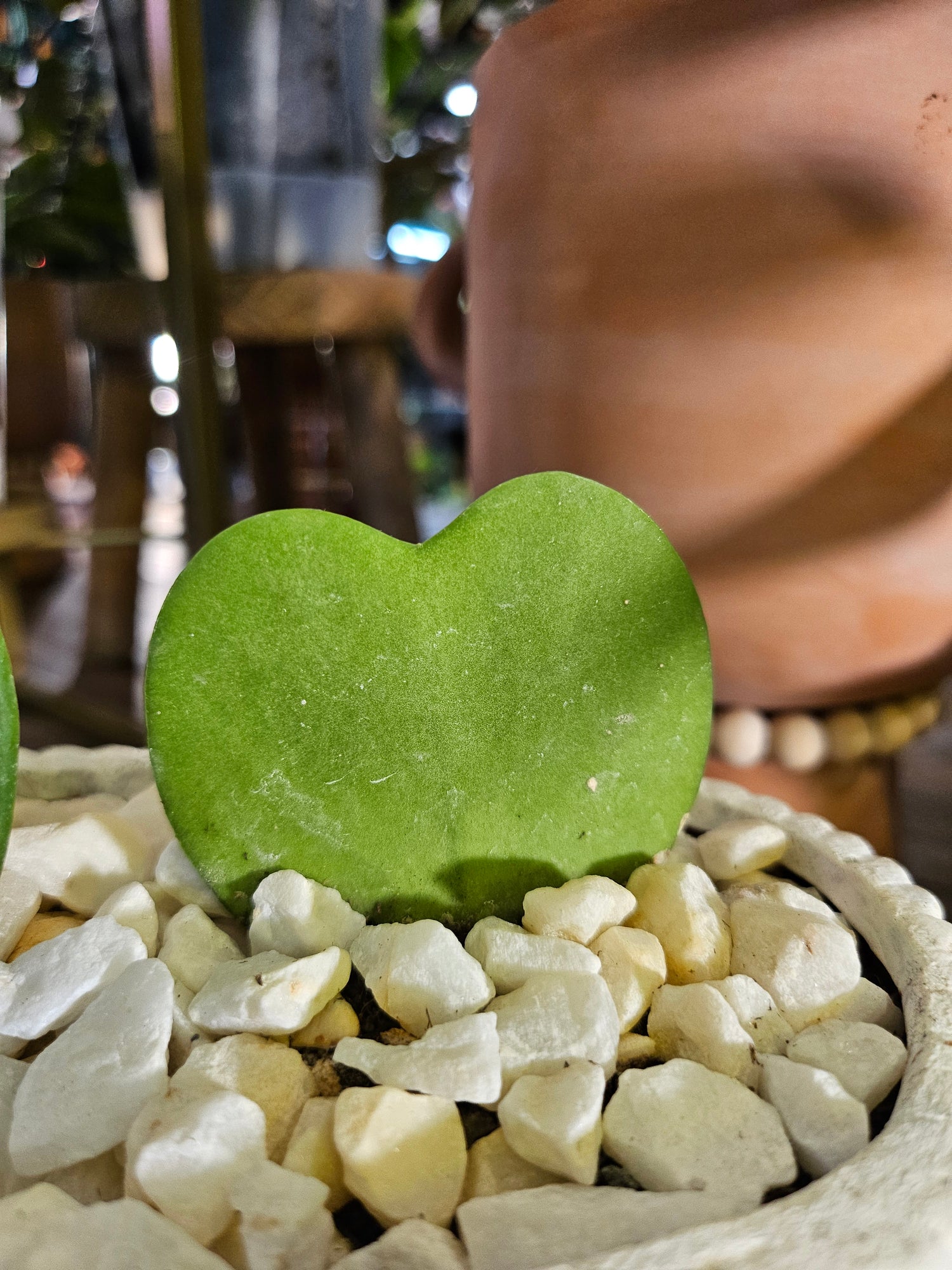 Gift love that lasts with Hoya Kerrii Hearts in a custom upcycled Relics pot! These heart-shaped succulents symbolize love and longevity, perfect for Valentine’s Day or any occasion. Low-maintenance and eco-friendly, this stylish duo adds charm to any space. A meaningful gift for someone special!