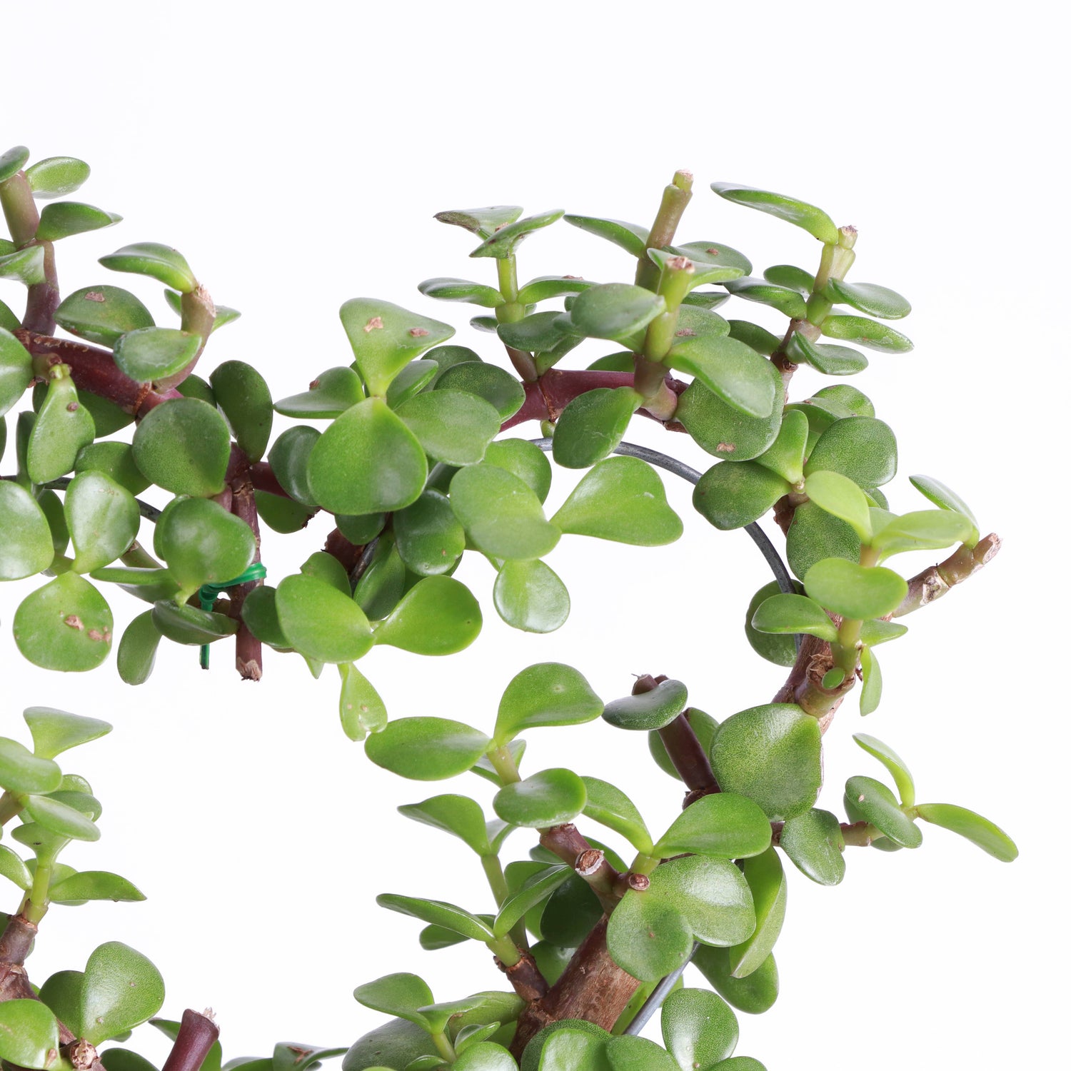 Jade Heart Bonsai features heart-shaped succulent leaves and a sculptural form—symbolizing love, luck, and longevity in a low-maintenance, living tree.