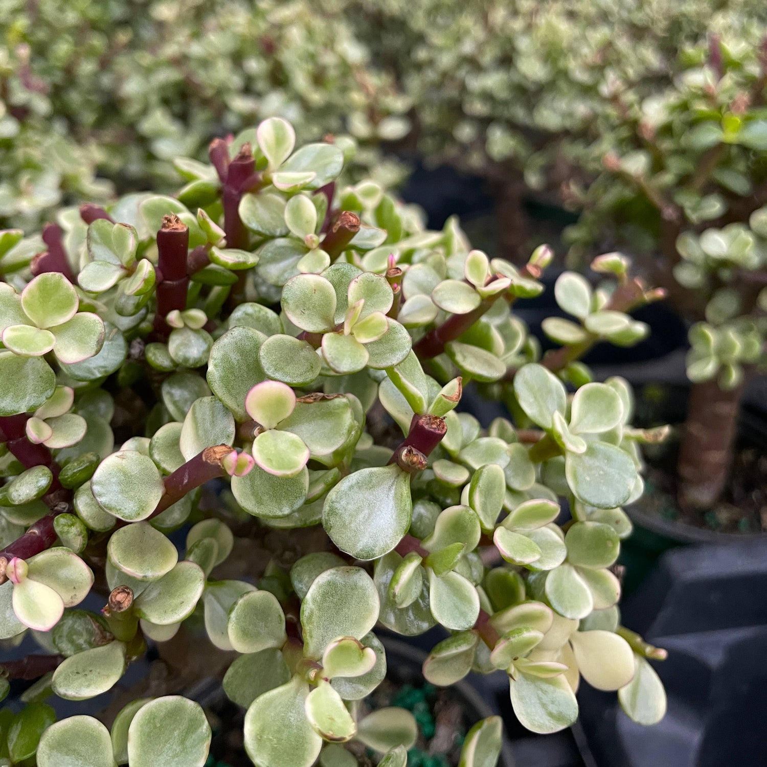 Dwarf Jade Bonsai (Portulacaria afra) is a sculptural, pet-safe succulent tree with glossy leaves—perfect for beginners and stunning in any space.
