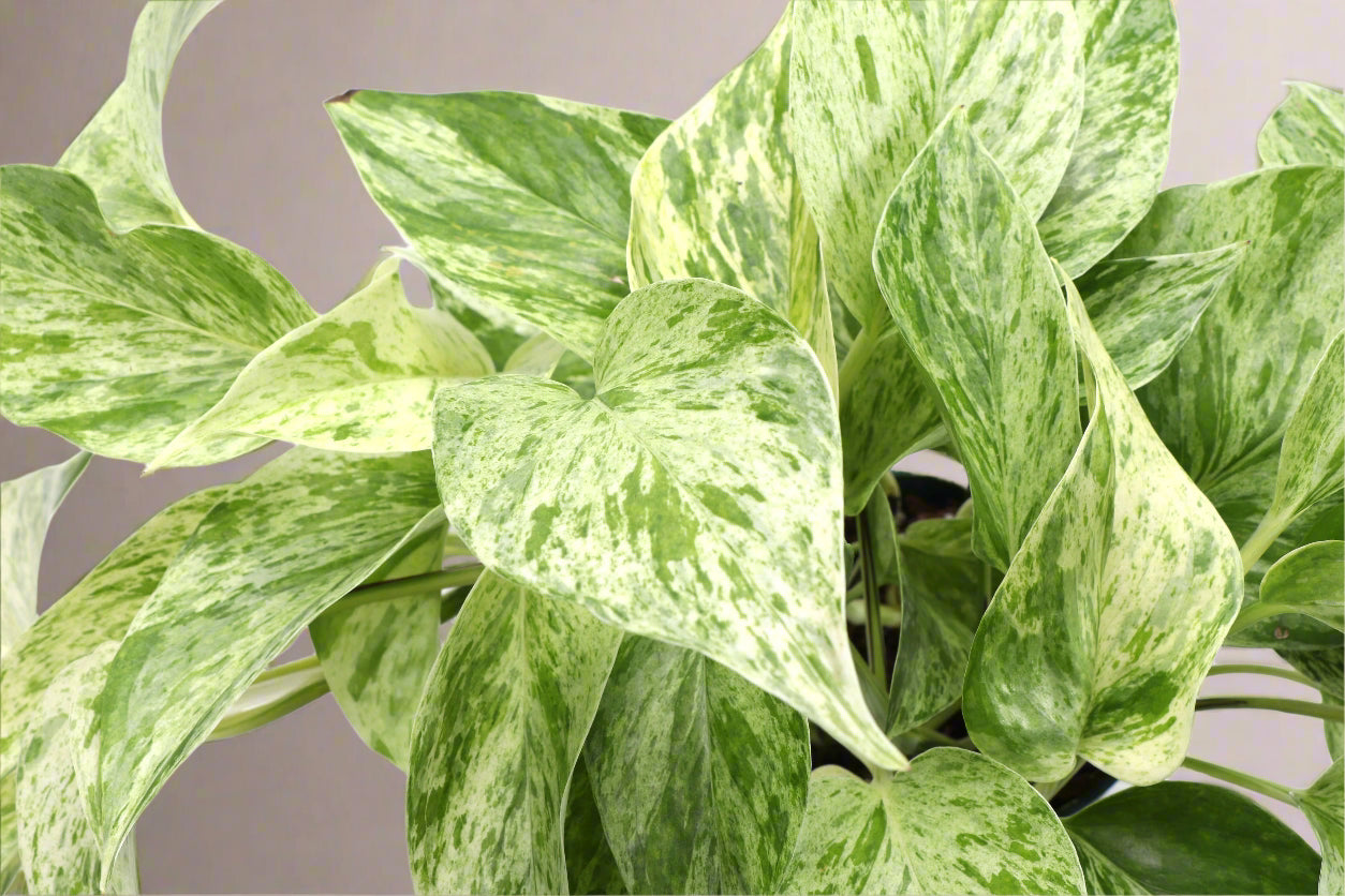 The Marble Queen Pothos is a low-maintenance houseplant with stunning white and green variegated leaves, perfect for new plant parents. It thrives in medium to bright indirect sunlight but can adapt to low light.