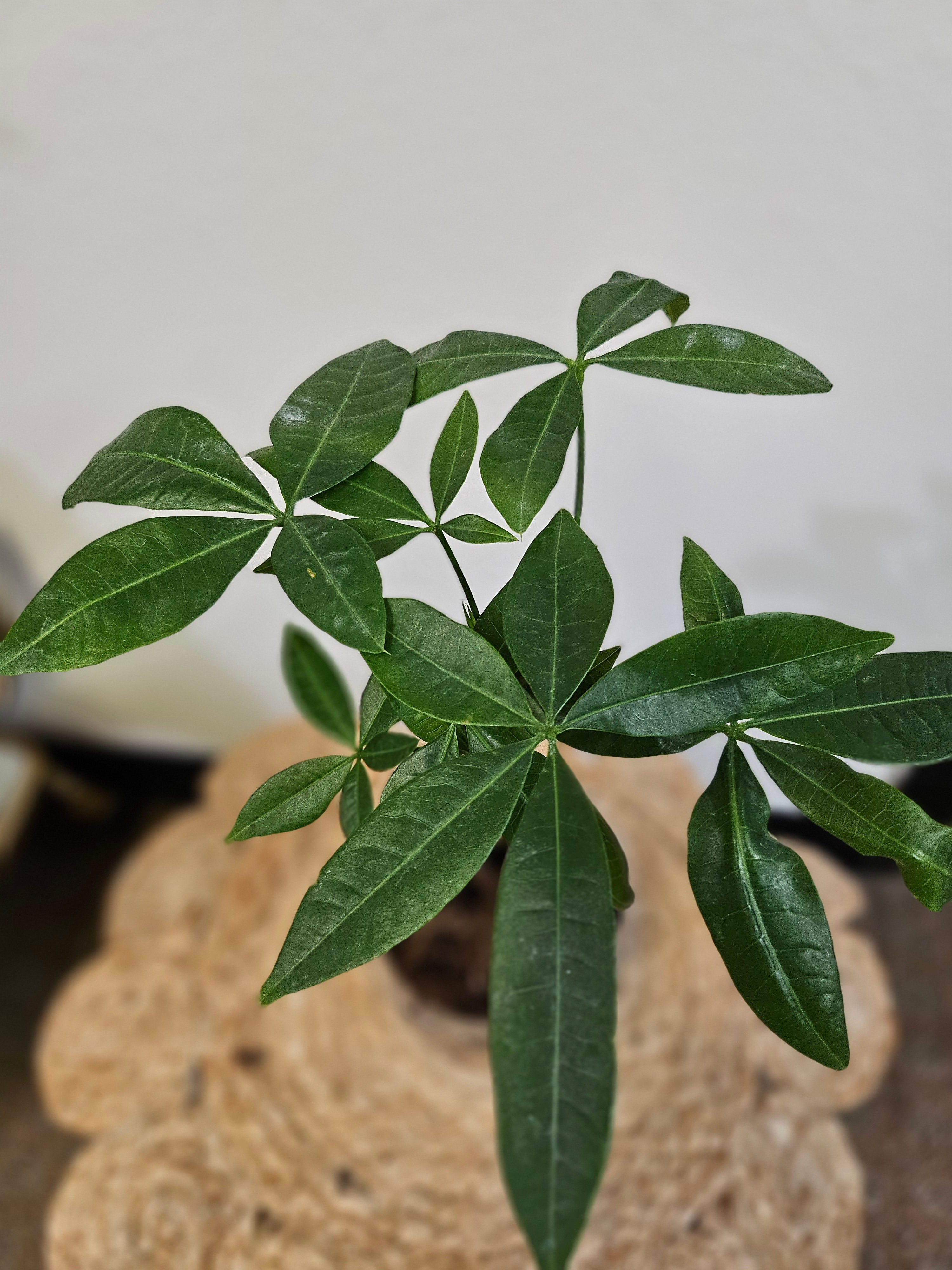 The Money Tree (Pachira aquatica) is a stunning non-toxic houseplant with a braided trunk and lush green leaves, symbolizing luck and prosperity. Perfect for beginners, it thrives in bright, indirect light with minimal care. A stylish, pet-friendly addition that brings positivity and elegance to any home or office.