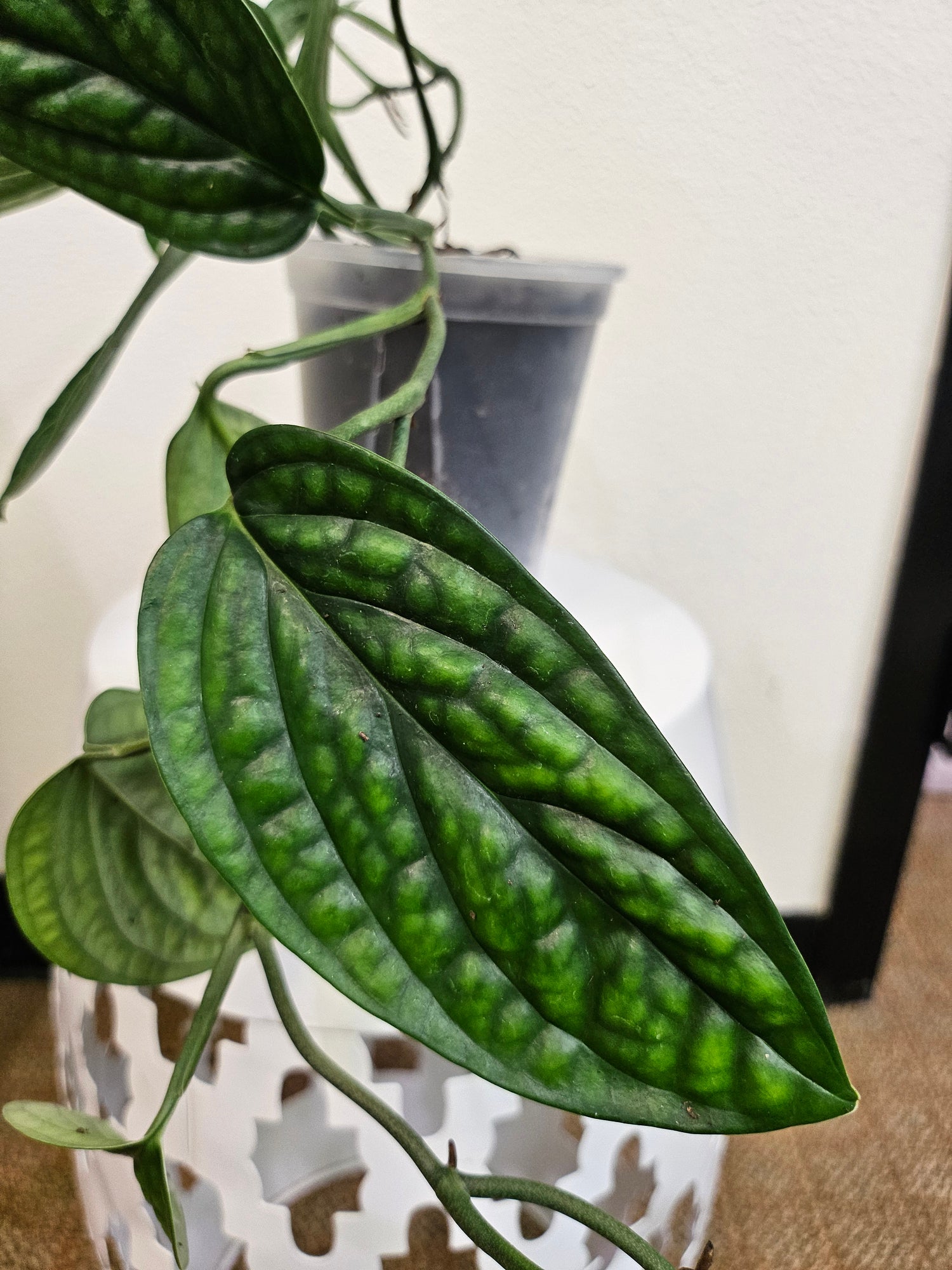 Monstera Peru features thick, glossy, textured leaves with bold ridges. A rare, low-maintenance climbing Monstera that adds sculptural beauty indoors.