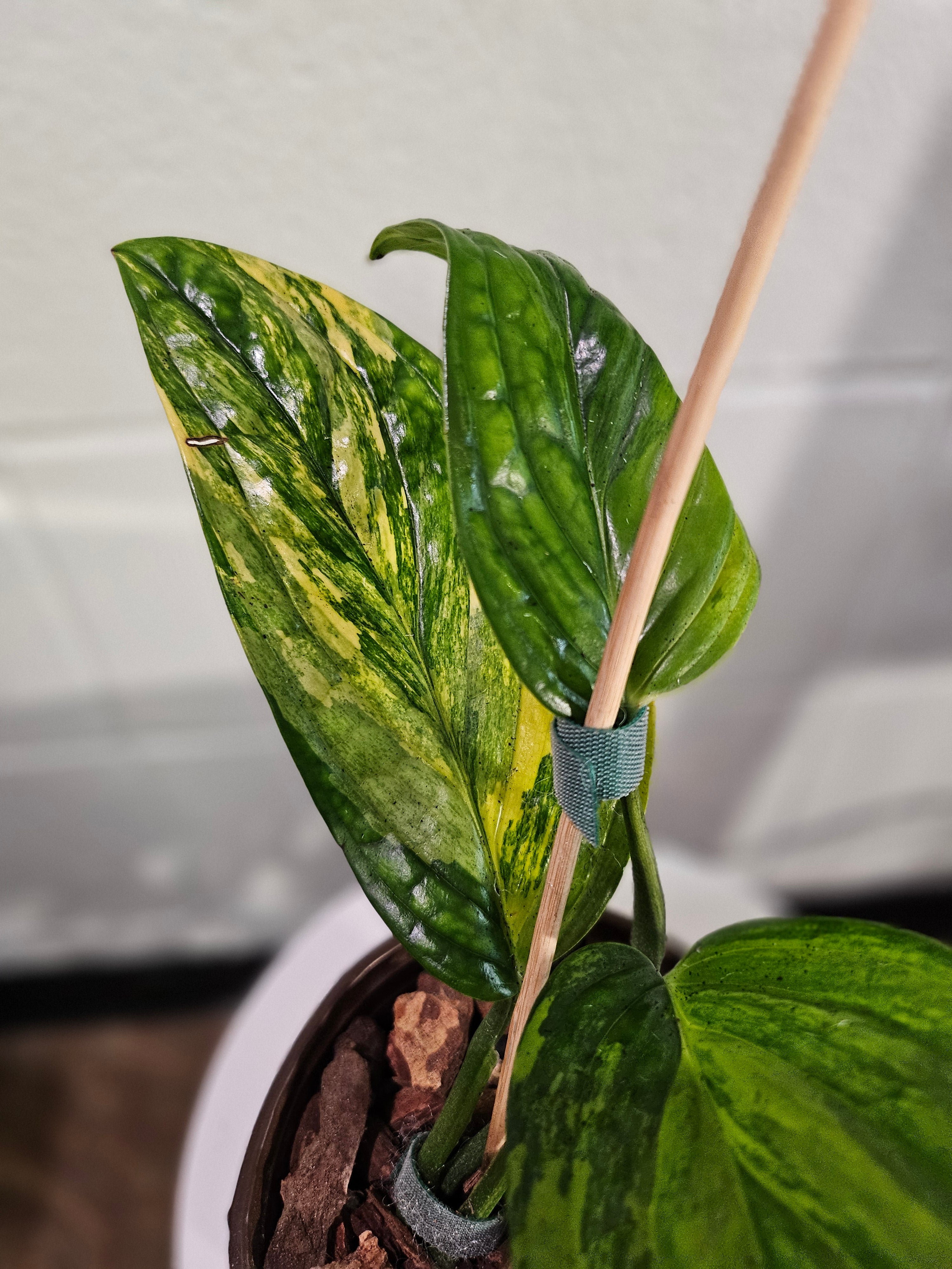 The Variegated Monstera Peru is a rare, slow-growing stunner with bold, crinkled leaves and unpredictable marbled variegation