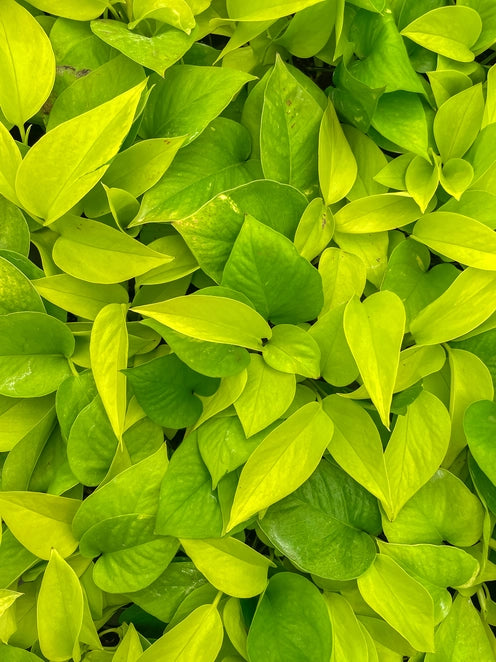 Neon Pothos (Epipremnum Aureum) features vibrant yellow-green leaves on long vines, perfect for hanging or trailing. This fast-growing, low-maintenance plant thrives in medium light but adapts to low light. Ideal for beginners, it’s easygoing and adds bold color to any space. Great for shelves, windows, or trellises.