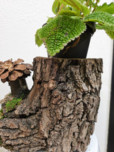 This Hand-Carved Owl & Mushroom Wood Spirit Planter in solid walnut features intricate carved owl and pinecone mushroom details. 100% handmade, each piece is unique and perfect for home decor or garden. The natural walnut grain and artisanal craftsmanship add rustic charm, making it a standout decorative piece for any space.
