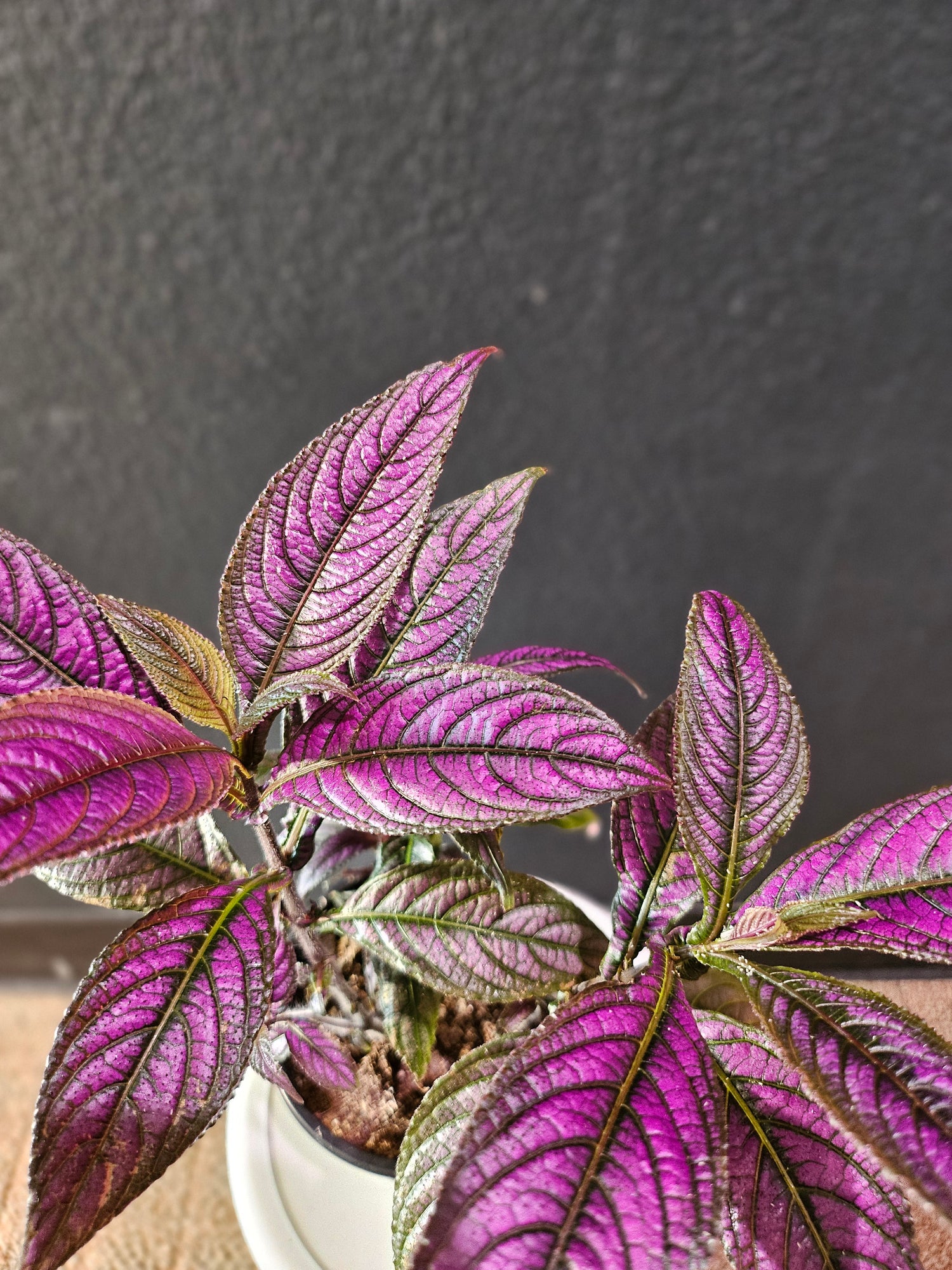 The Parisian Shield (Strobilanthes dyerianus), also known as the Persian Shield, dazzles with iridescent leaves in shades of purple, silver, and green. Native to Myanmar, this tropical plant thrives in bright, indirect light and high humidity to keep its shimmering foliage and bold presence.