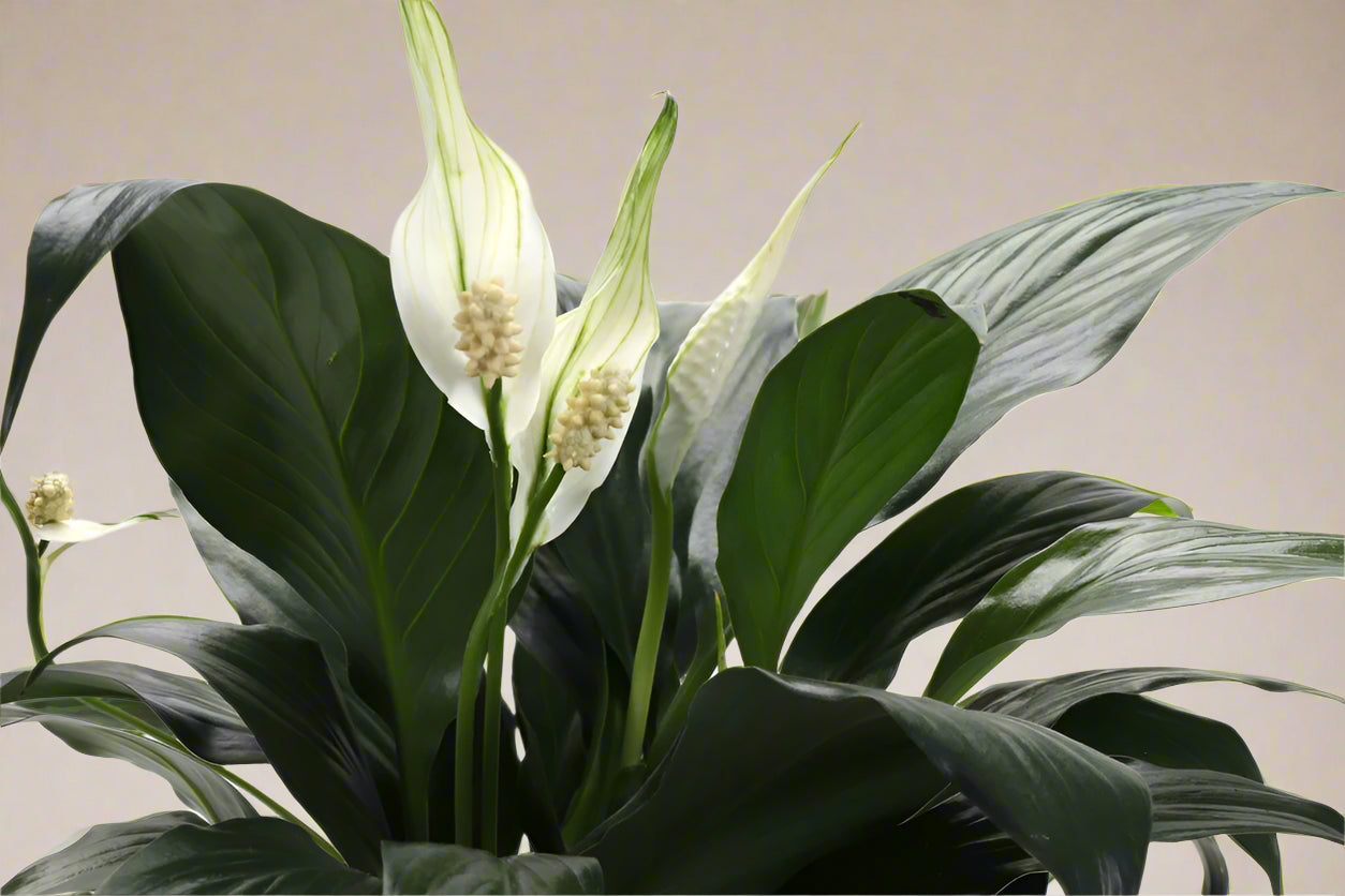 The Peace Lily (Spathiphyllum) features lush green foliage and striking white blooms, perfect for low-light areas like bedrooms. This low-maintenance, air-purifying plant thrives in indirect light and is ideal for beginners. Its serene beauty and natural air-cleaning abilities make it a must-have for any home.