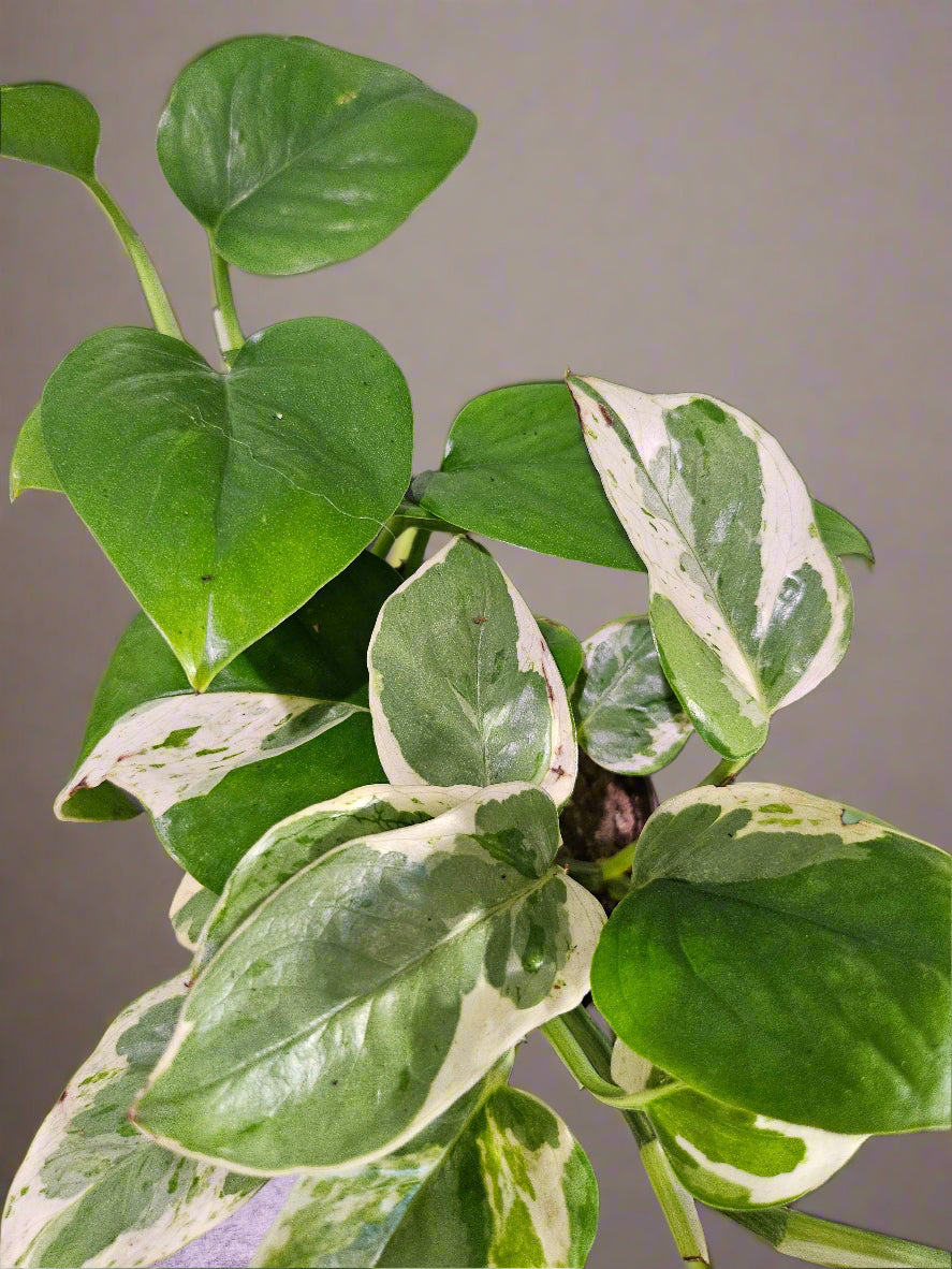 Pearl and Jade Pothos is a compact, variegated houseplant with creamy white and green marbled leaves—easy-care and perfect for bright indoor spaces.