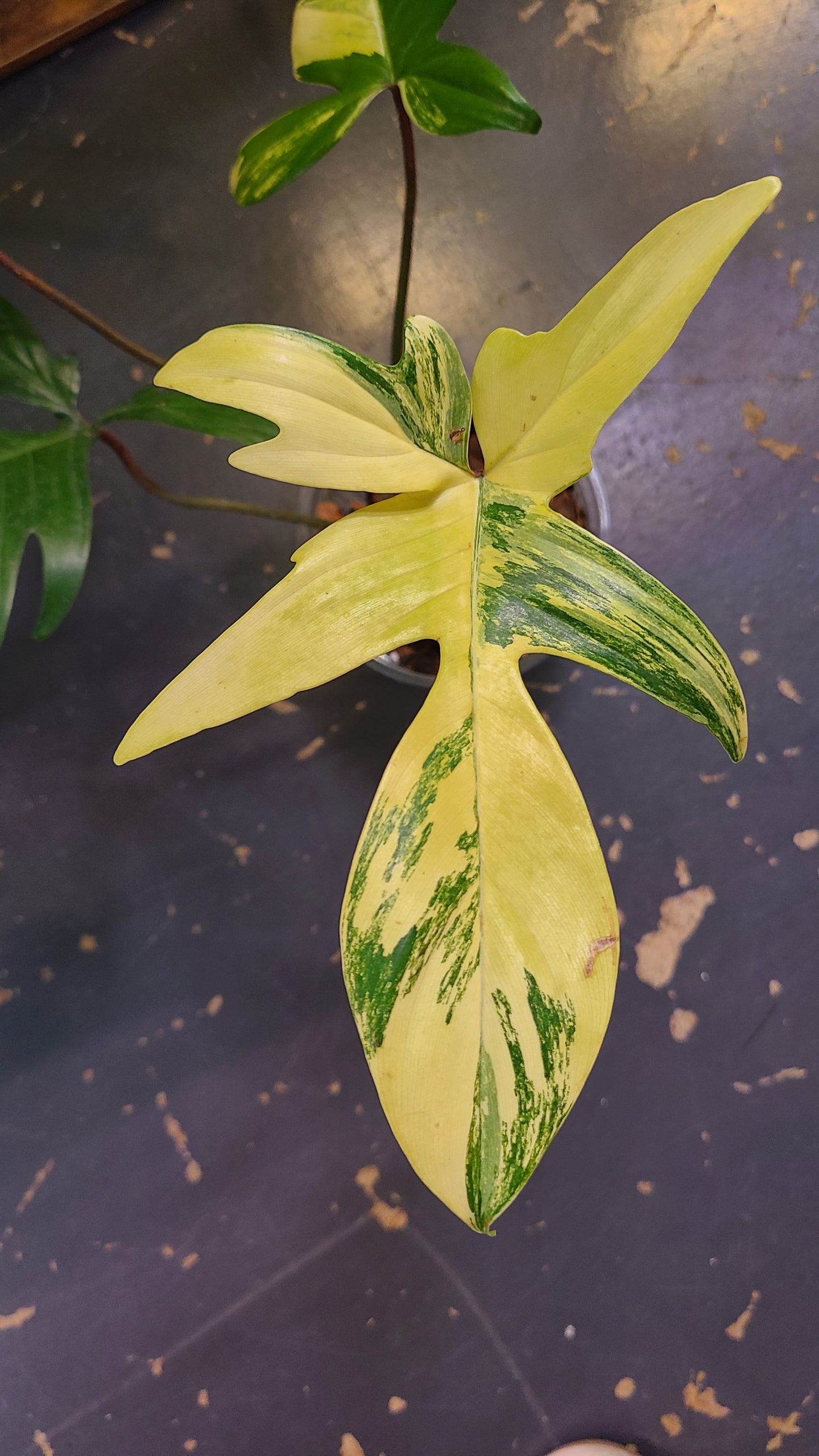 The Philodendron Florida Beauty Variegated features rare cream, yellow, and green variegation. Thrives in bright, indirect light with high humidity and climbing support.