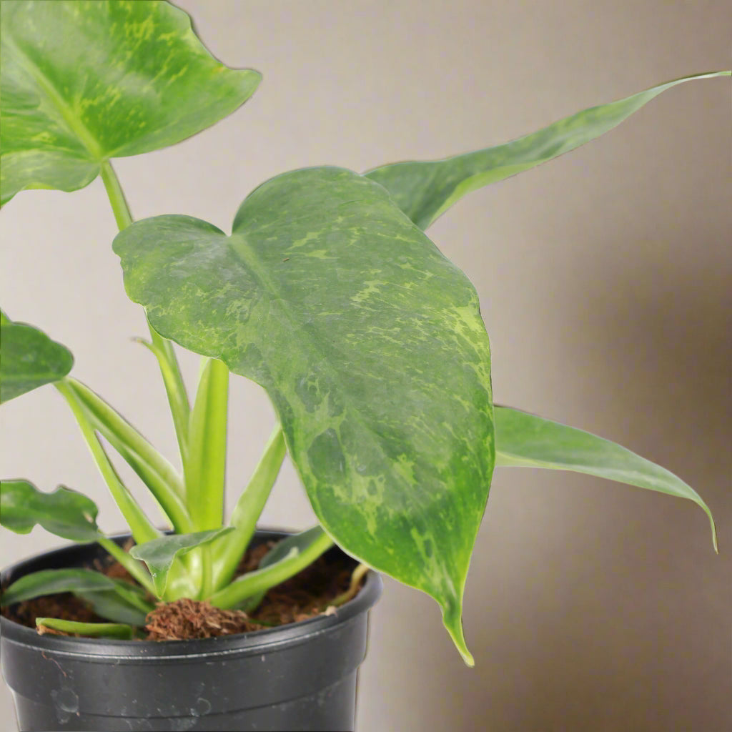 Rare Philodendron Golden Dragon with golden variegation and lobed leaves. Thrives in bright, indirect light. A must-have tropical statement plant.