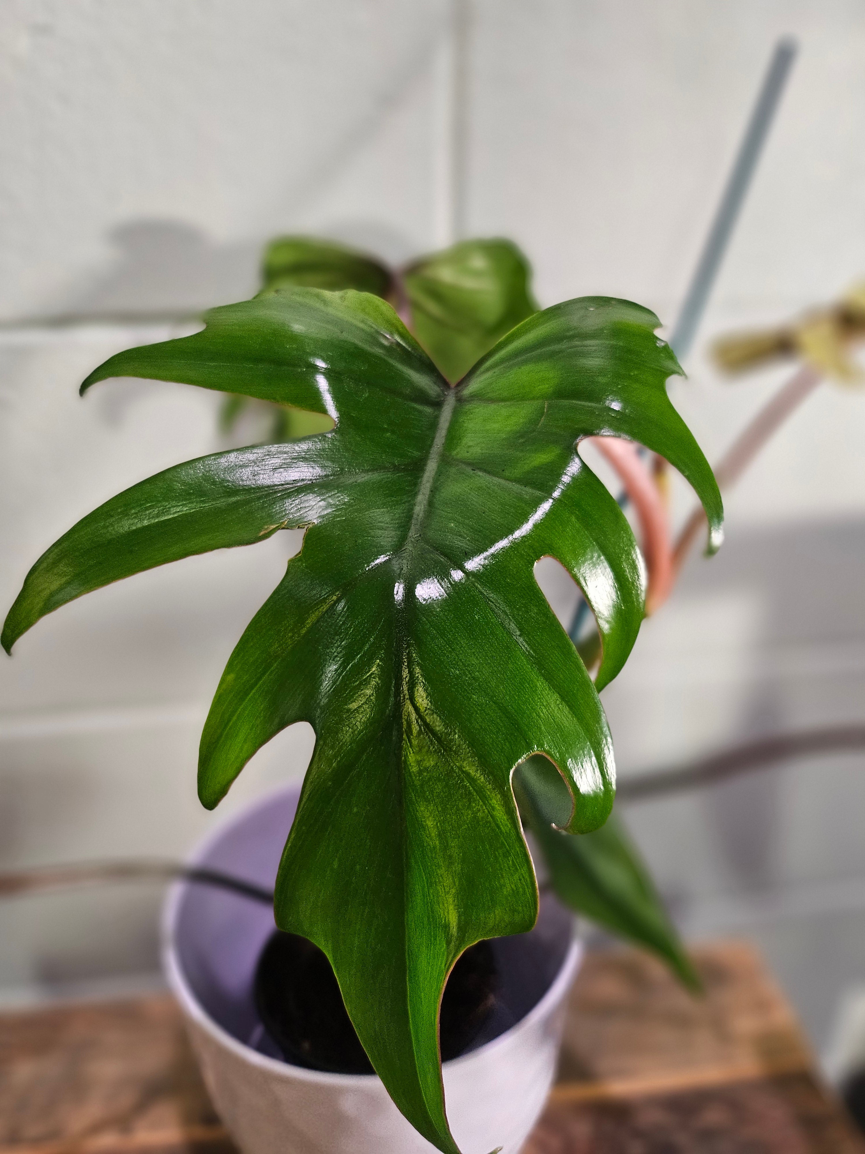Philodendron Mayoi features bold, tropical, palm-like leaves and fast growth—perfect for creating a wild, lush jungle vibe in your home or plant collection.