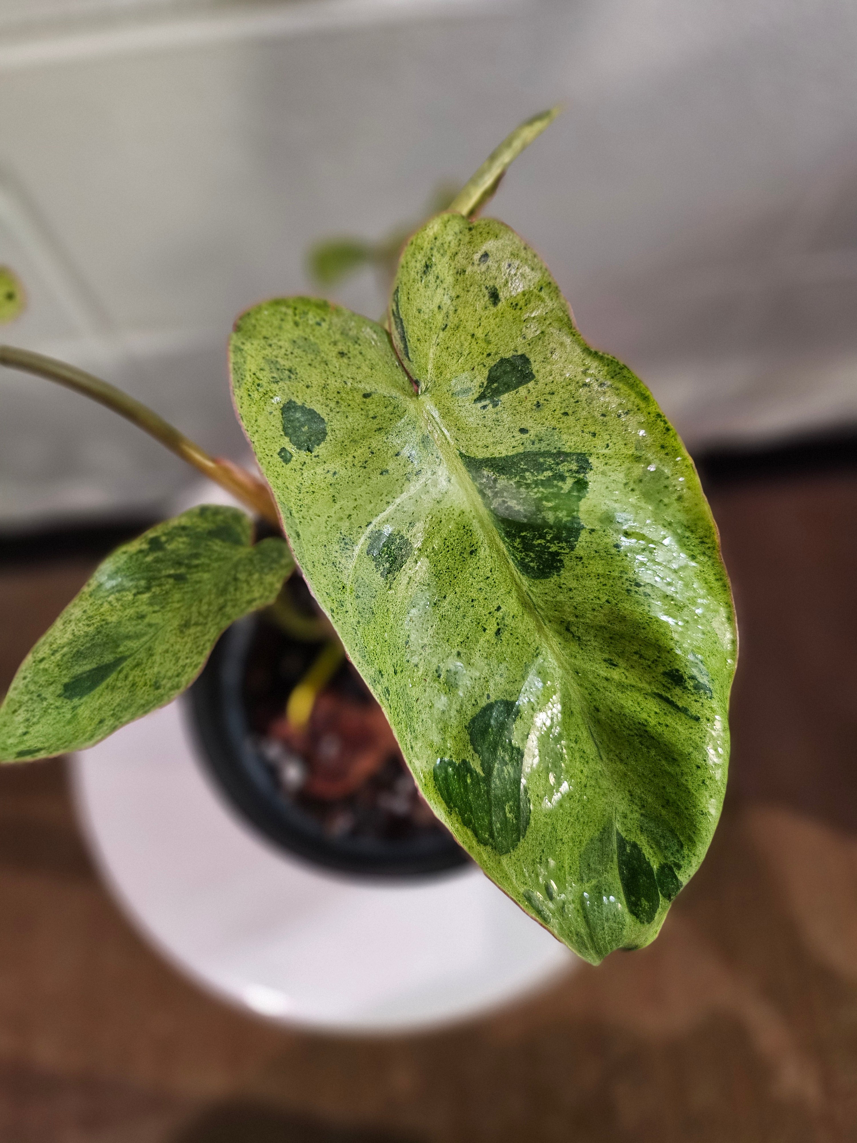 The Philodendron Parao Verde is a rare tropical beauty prized for its marbled green variegation, slow growth, and stunning, one-of-a-kind foliage.