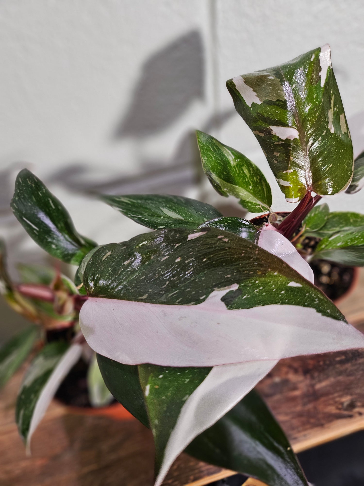 Philodendron ‘Pink Knight’ is a rare hybrid bursting with pink, white, and green foliage—perfect for collectors seeking color, contrast, and a statement piece.
