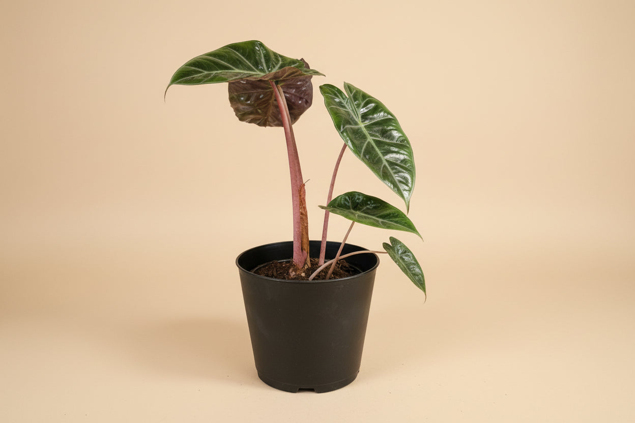 Rare and stunning, the Pink Princess Alocasia features bold pink variegation, glossy foliage, and tropical vibes—perfect for collectors and plant lovers