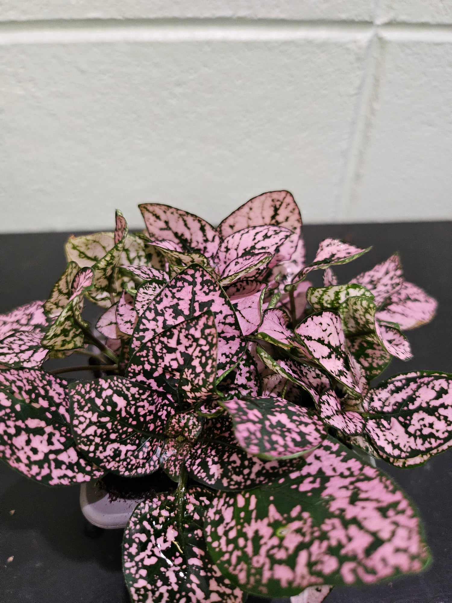 The Polka Dot Plant adds playful charm with its speckled leaves in pink, red, or white—perfect for desks, terrariums, and bright indoor spots.
